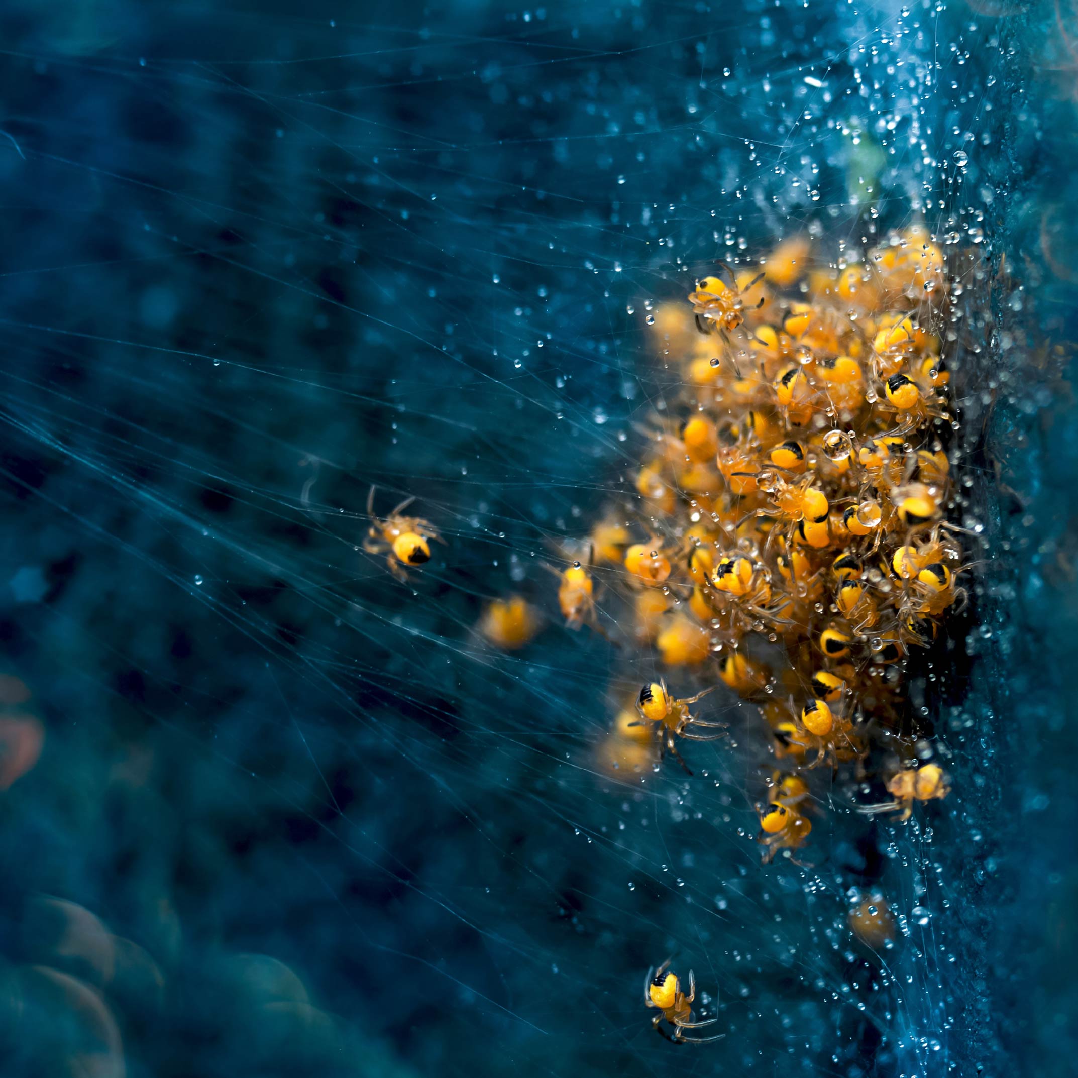 London Photography Awards - Nature Photography