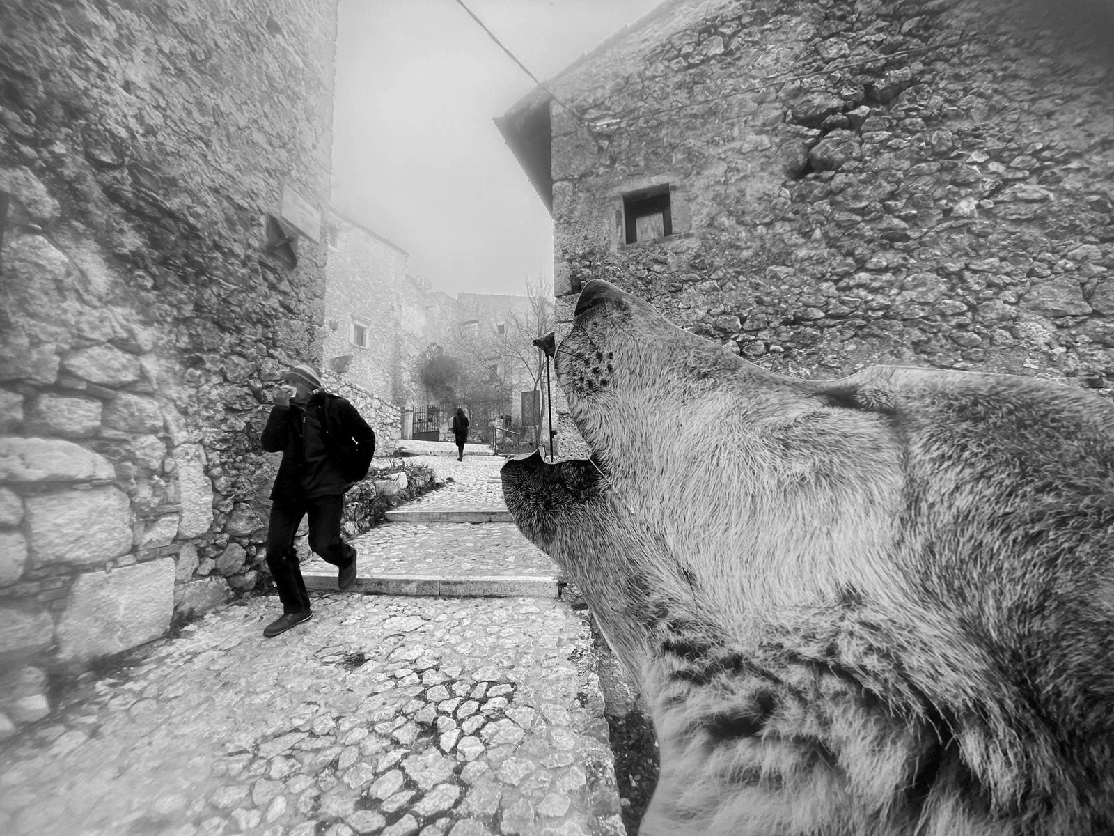 London Photography Awards Winner - A Silent Howl