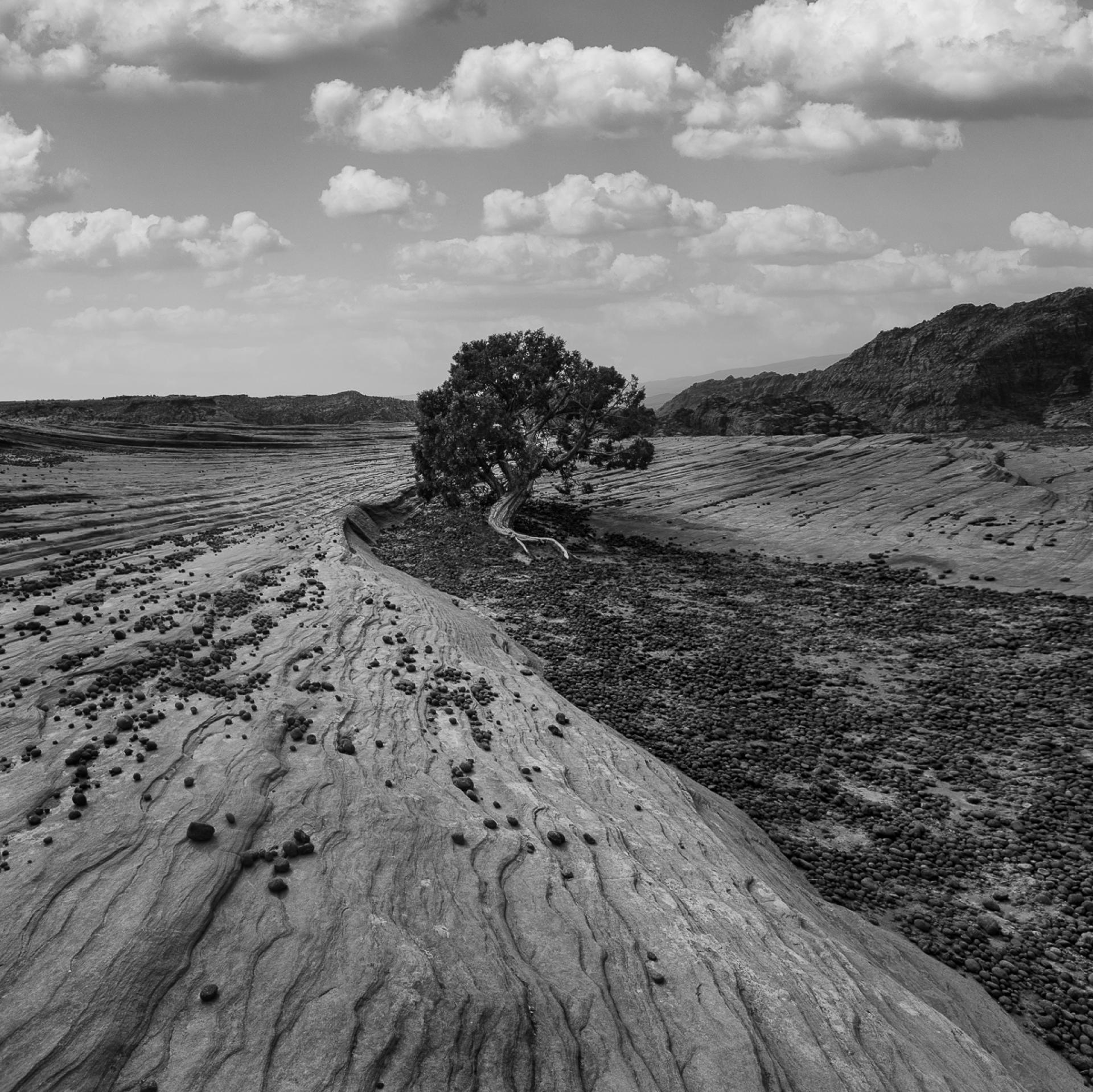 London Photography Awards Winner - RIVER-ROCK-TREE