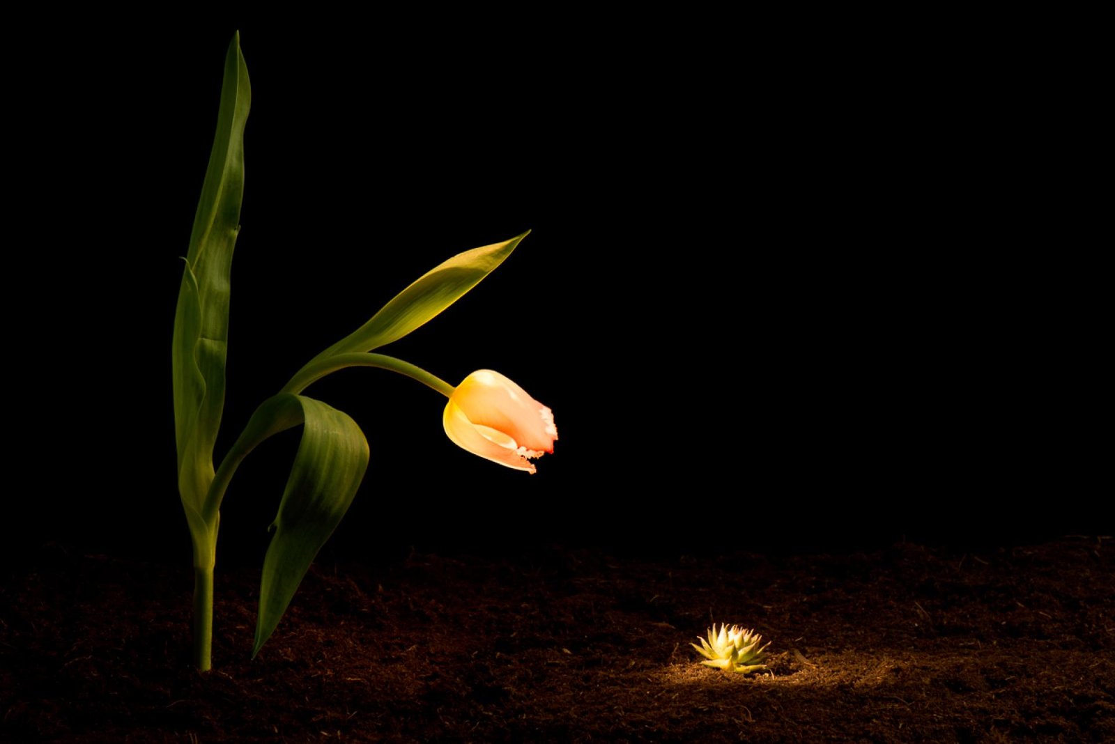 London Photography Awards Winner - Extra Ordinary