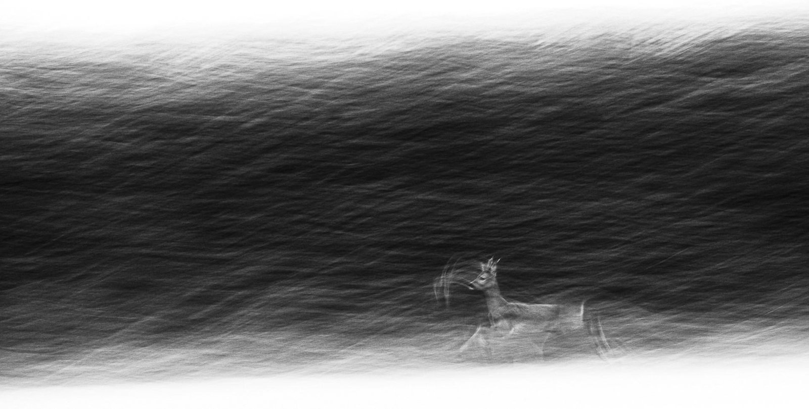 London Photography Awards Winner - Dreamy Deer