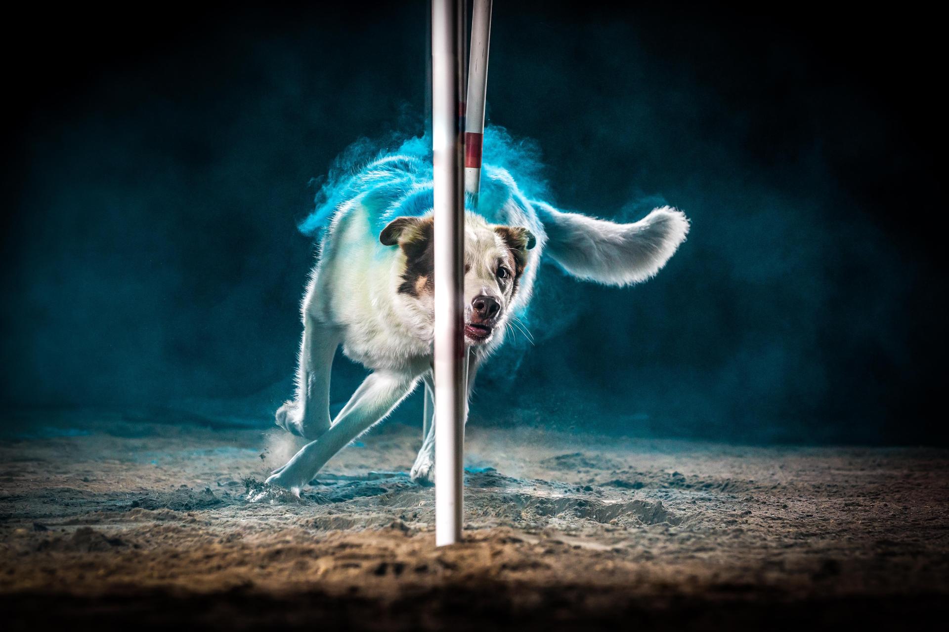 London Photography Awards Winner - Powder Dogs