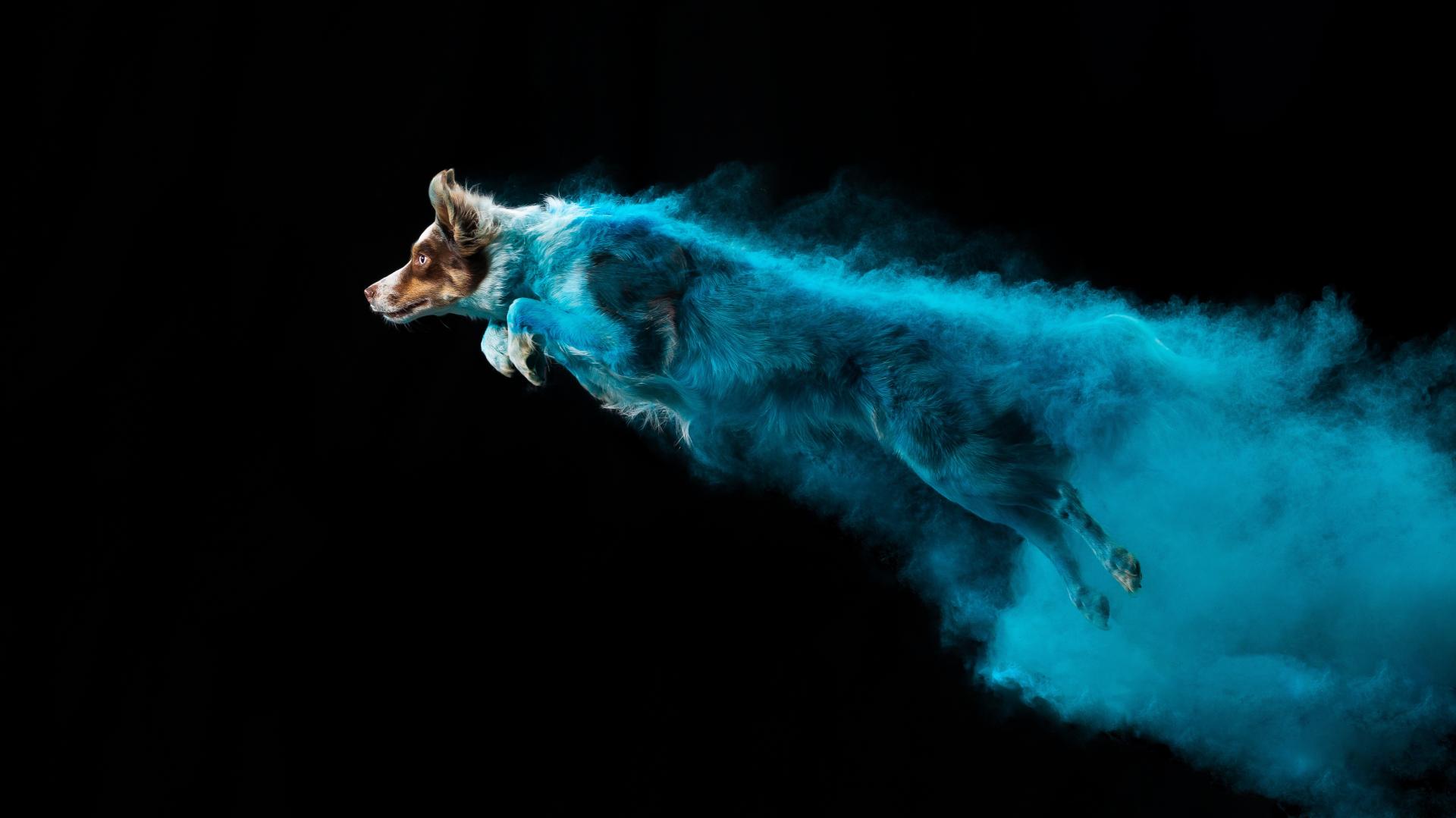 London Photography Awards Winner - Powder Dogs
