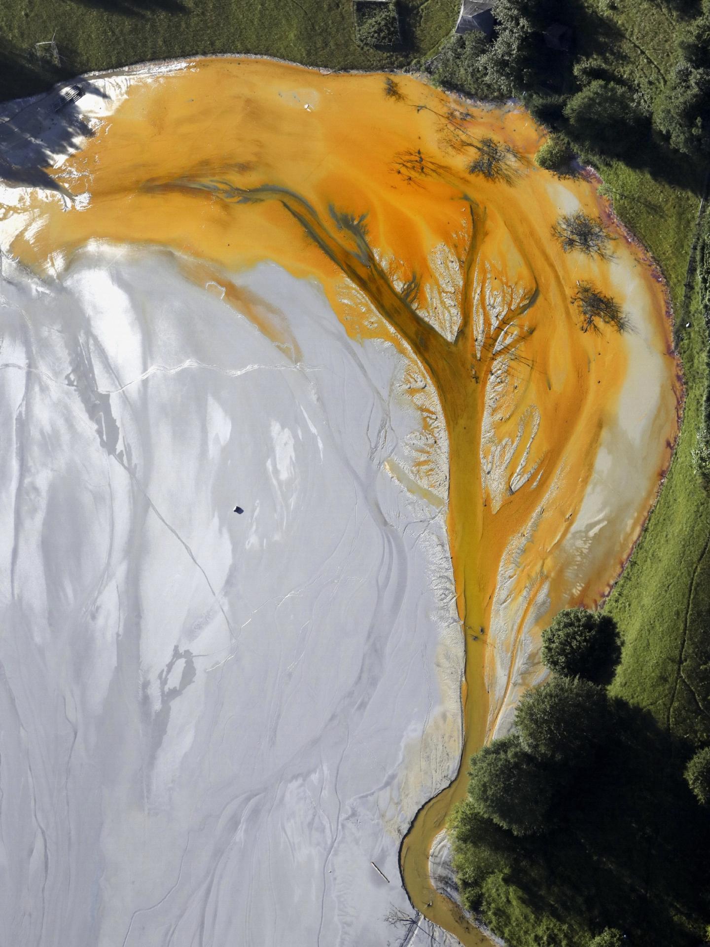 London Photography Awards Winner - Toxic tree