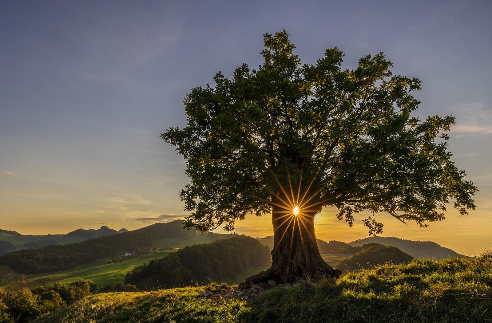 London Photography Awards Winner - SUNSTAR TREE