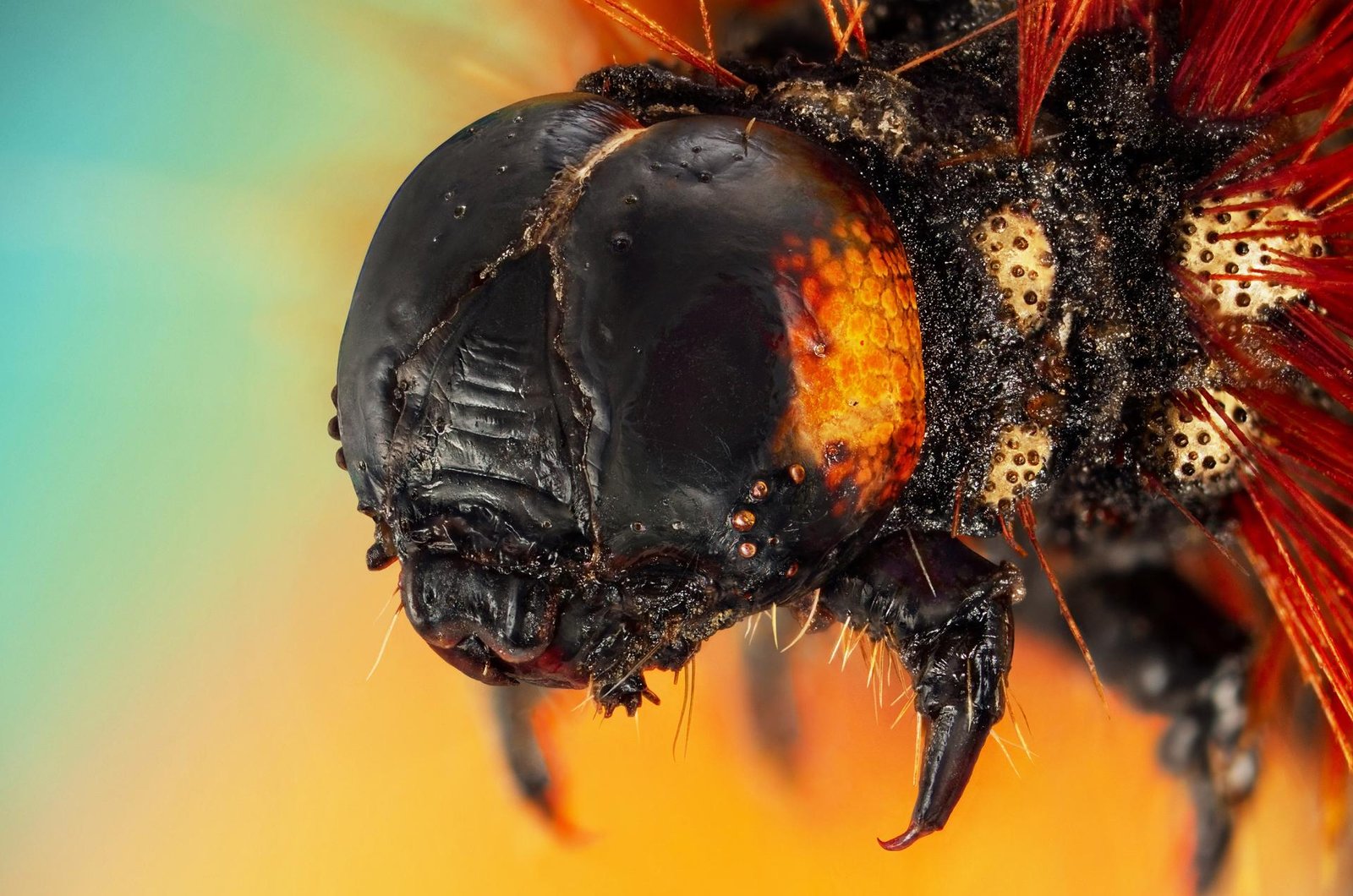 London Photography Awards Winner - Microcosmic Portraits of The Little Earthlings