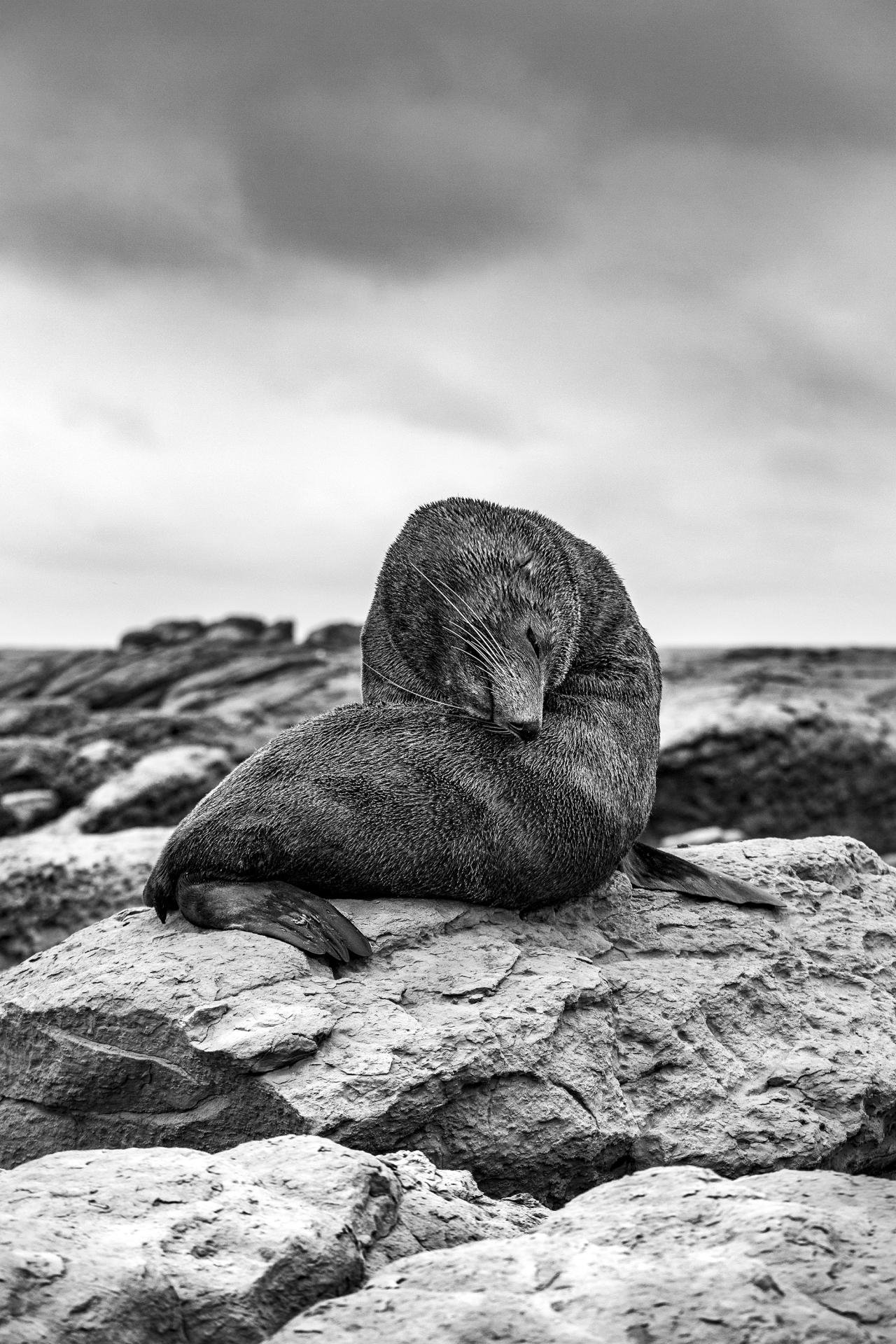 London Photography Awards Winner - Shape of a Seal