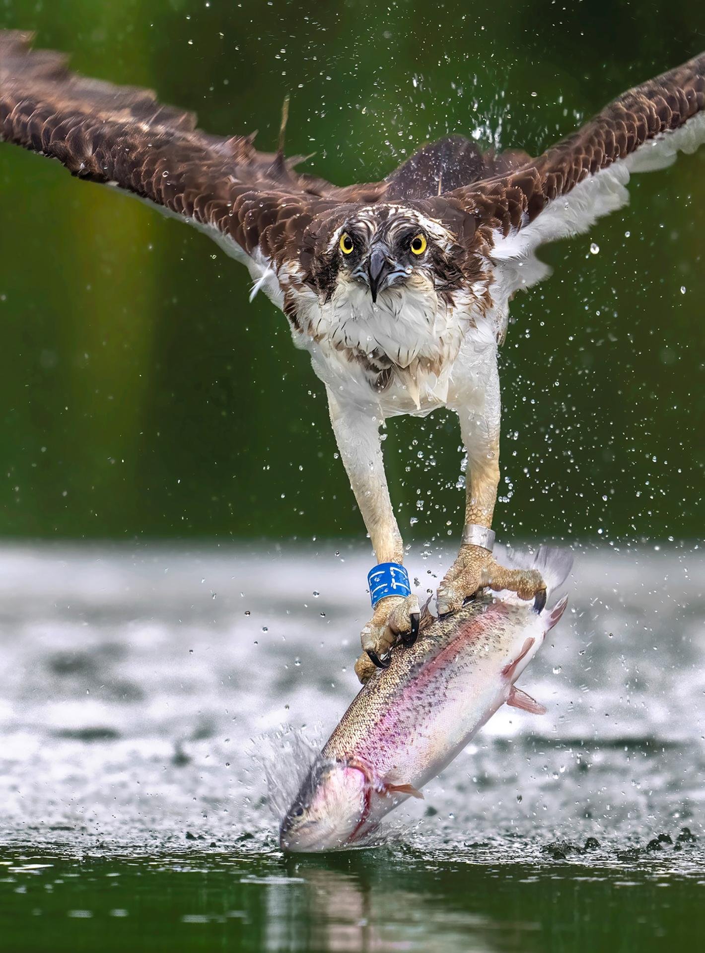 London Photography Awards Winner - Alpha Gaze