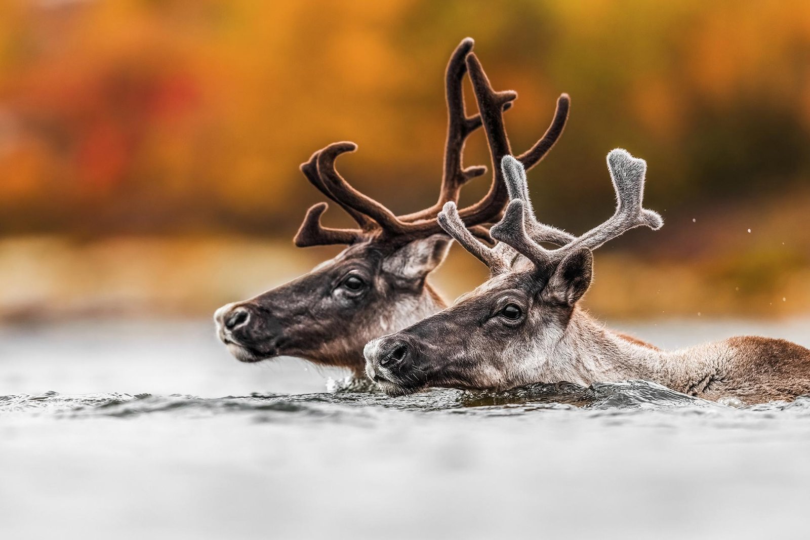 London Photography Awards Winner - Caribou migration