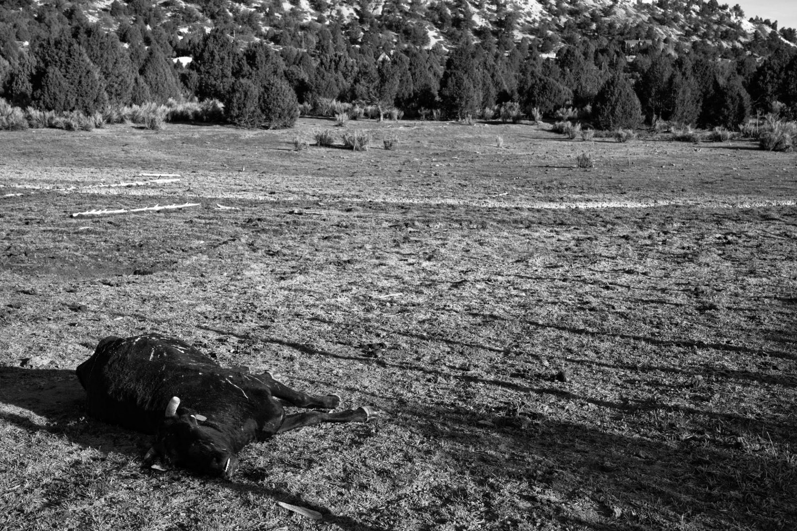 London Photography Awards Winner - DROUGHT