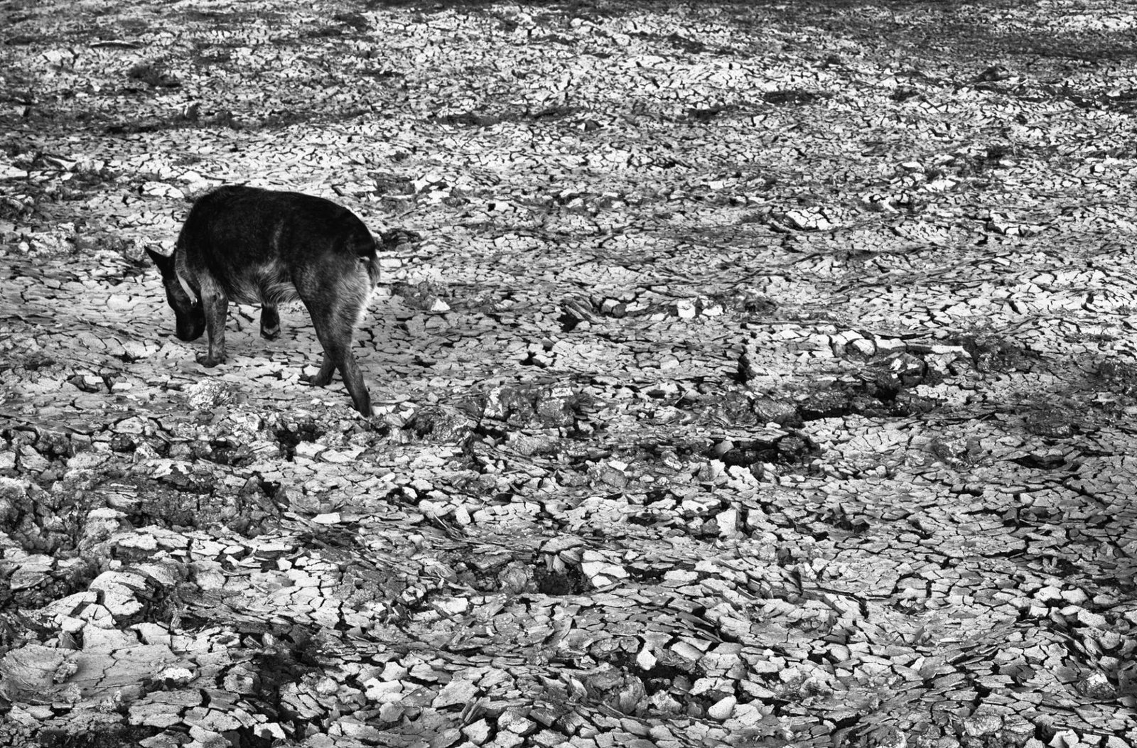 London Photography Awards Winner - DROUGHT