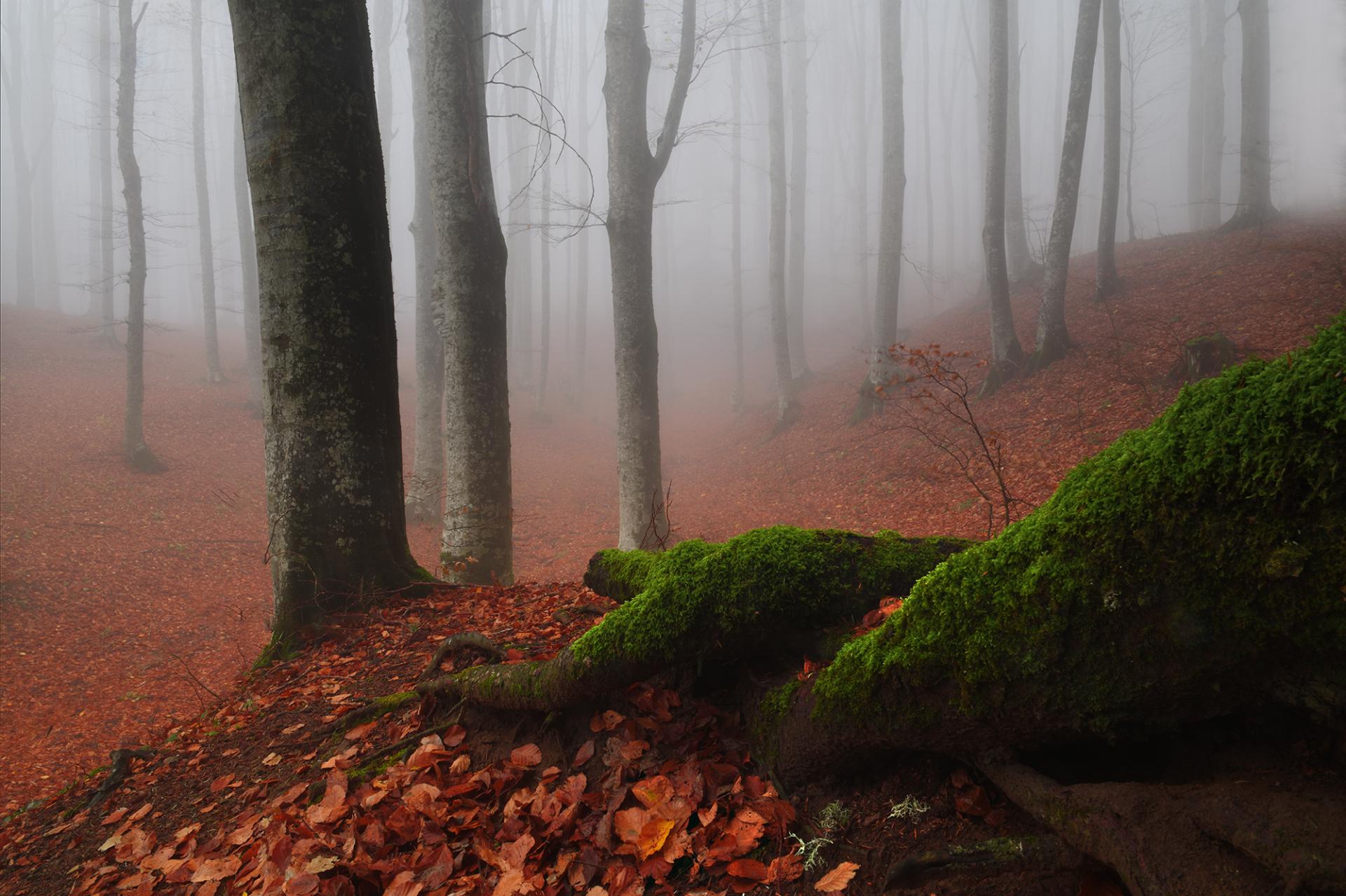 London Photography Awards Winner - The Foreste Casentinesi