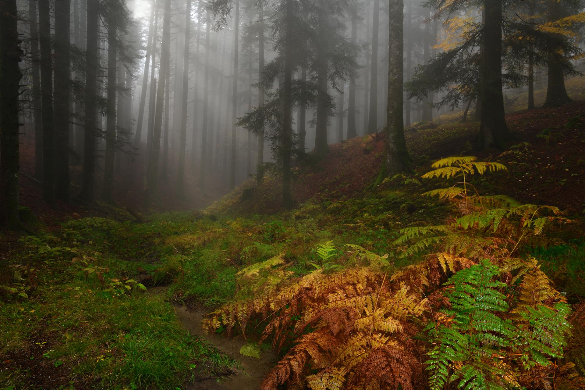 London Photography Awards Winner - The Foreste Casentinesi