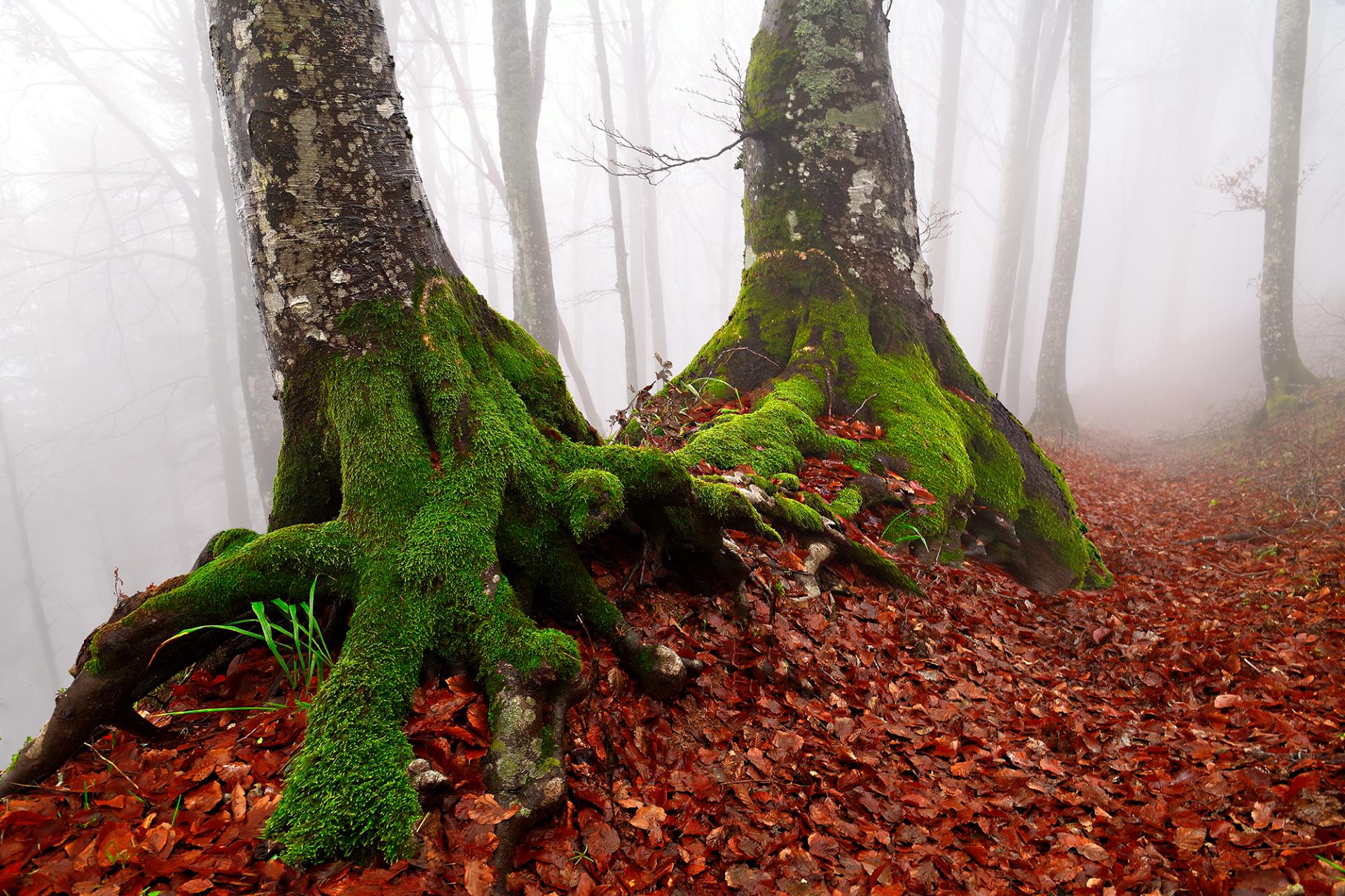 London Photography Awards Winner - The Foreste Casentinesi