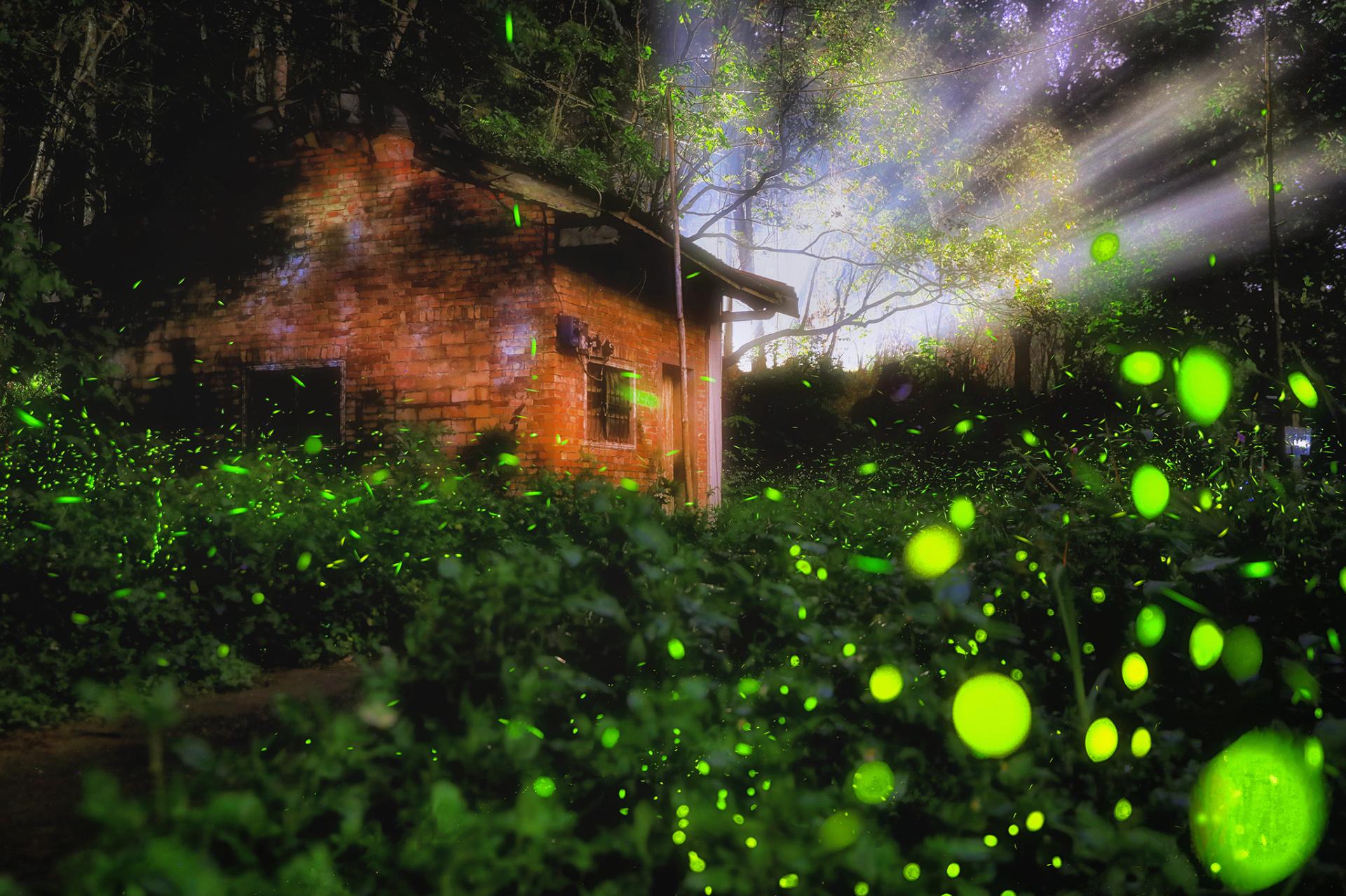 London Photography Awards Winner - Firefly Hut