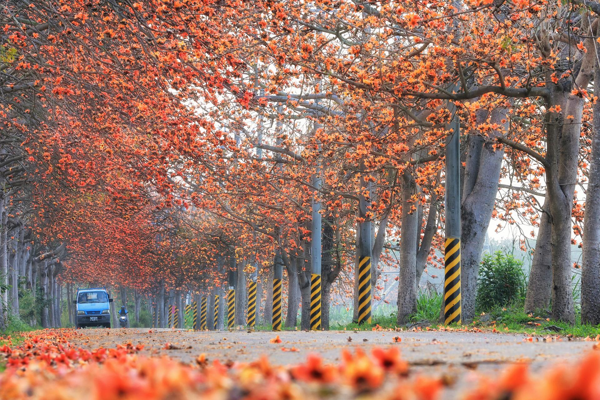 London Photography Awards Winner - Flower tunnel