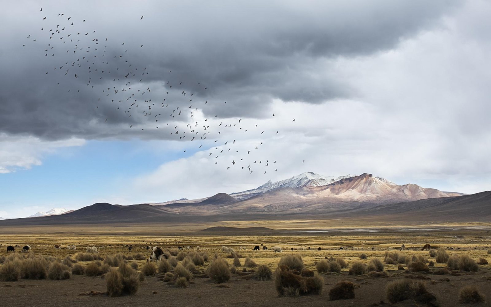 London Photography Awards Winner - A storm in andean life