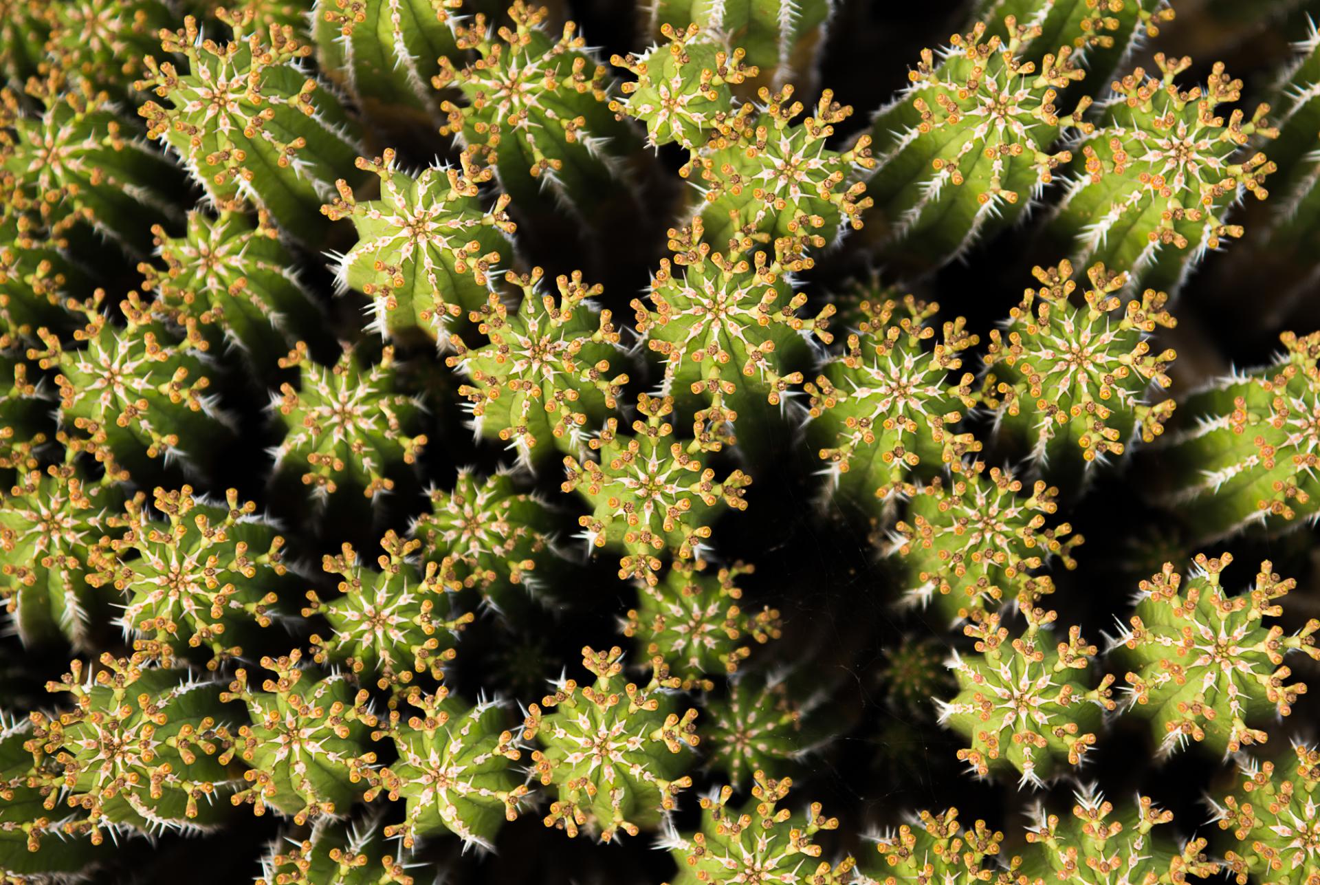 London Photography Awards Winner - Desert Snowflakes