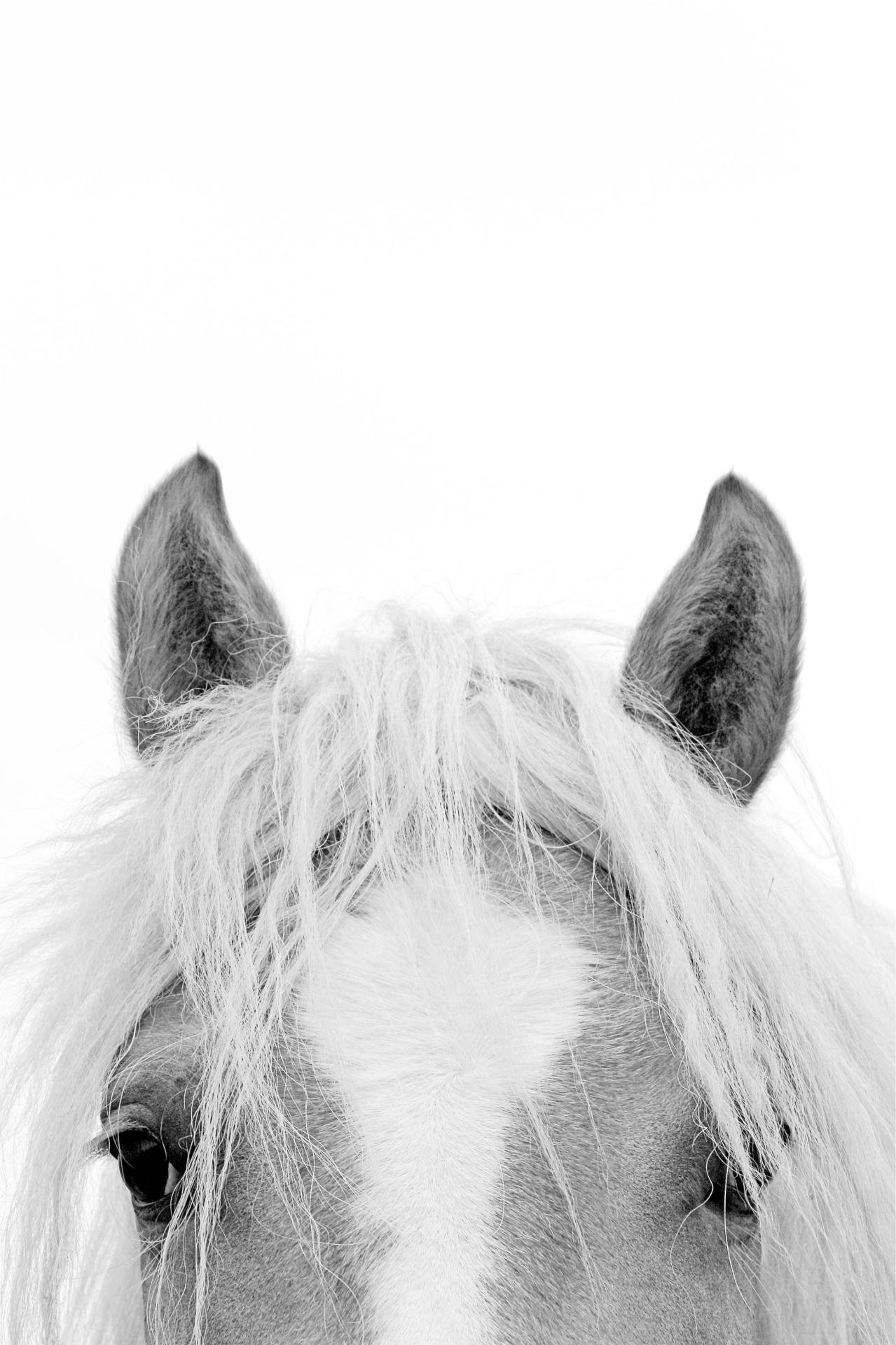 London Photography Awards Winner - Equus: The Horse