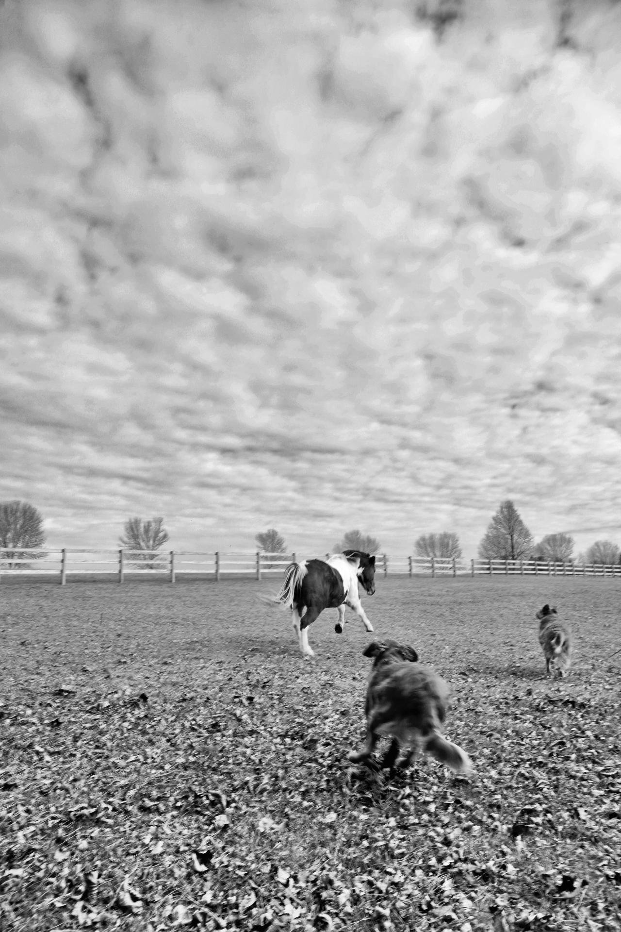 London Photography Awards Winner - Equus: The Horse