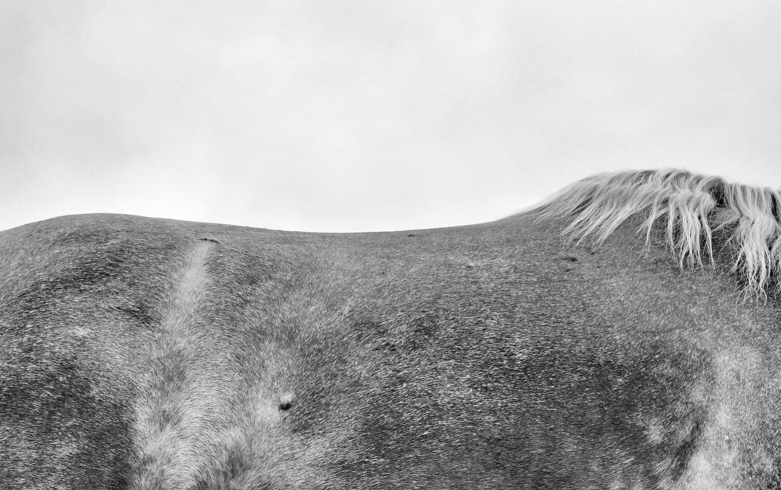 London Photography Awards Winner - Equus: The Horse