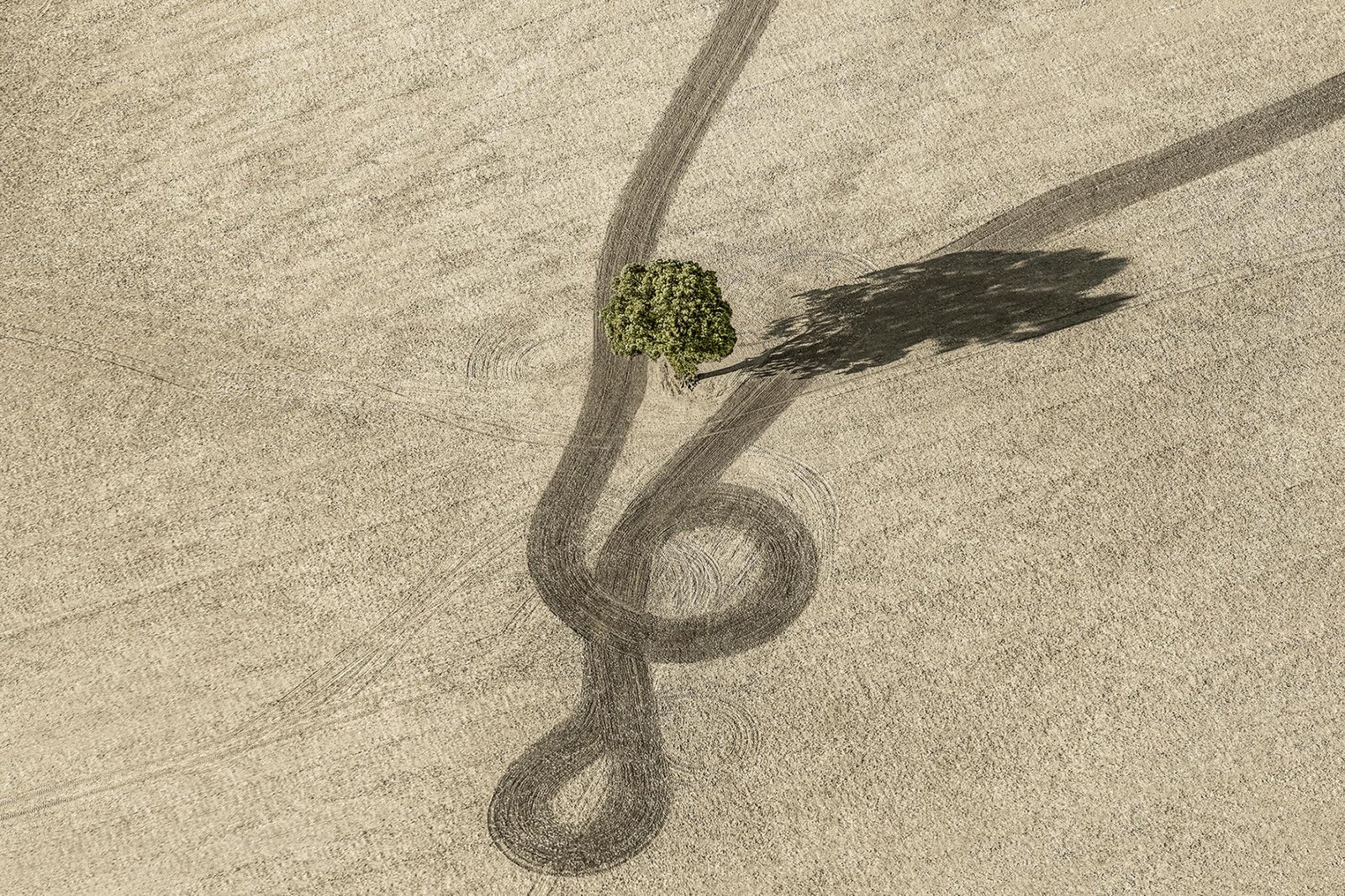 London Photography Awards Winner - LONELY TREE