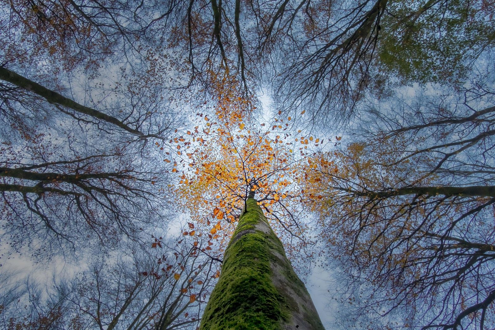 London Photography Awards Winner - Lost Into The Fores