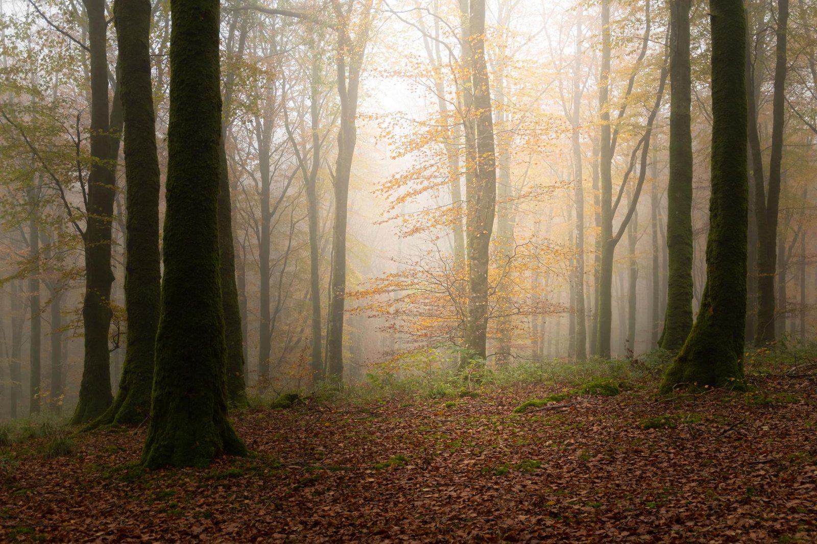 London Photography Awards Winner - Lost Into The Fores