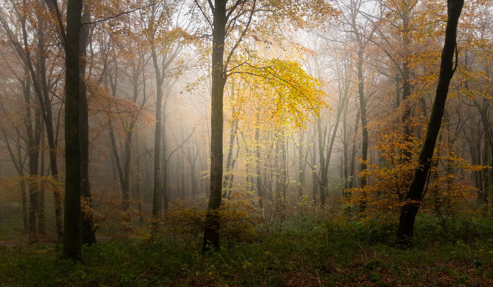 London Photography Awards Winner - Lost Into The Fores