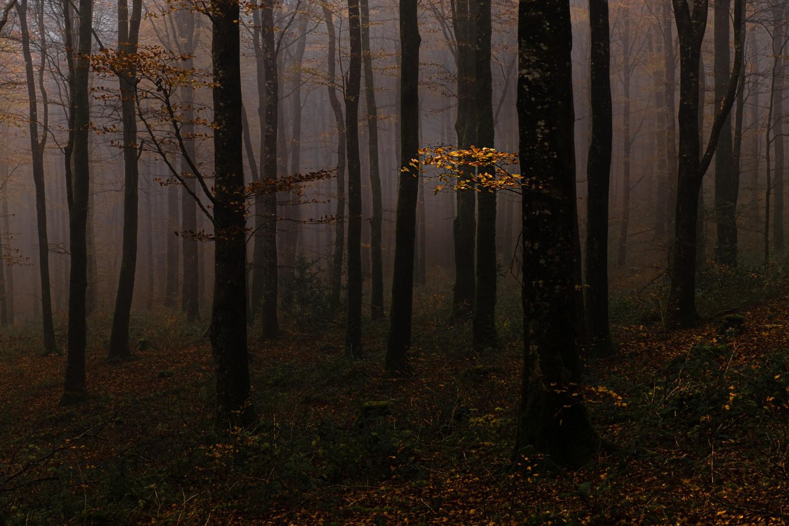 London Photography Awards Winner - Lost Into The Fores