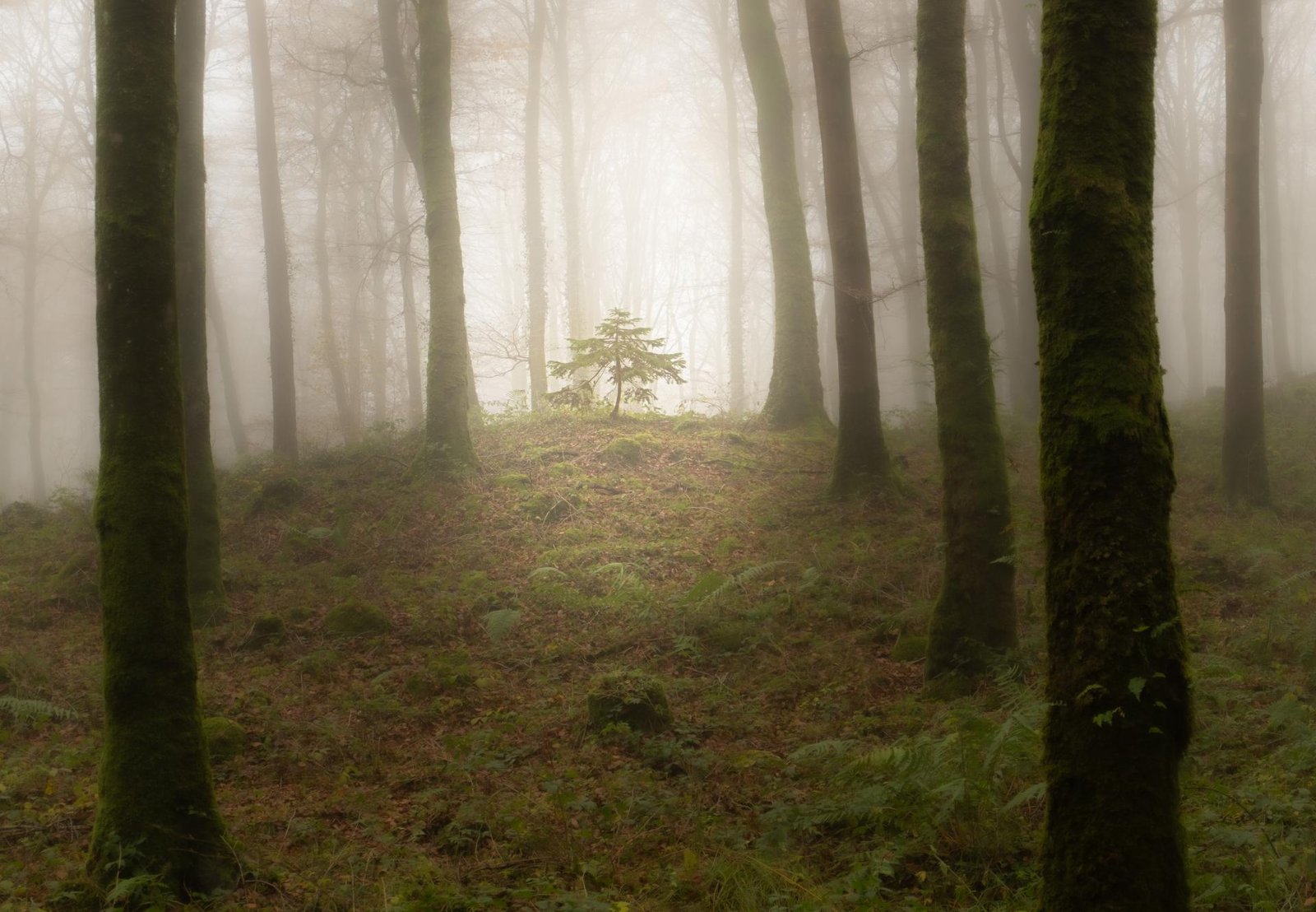London Photography Awards Winner - Lost Into The Fores