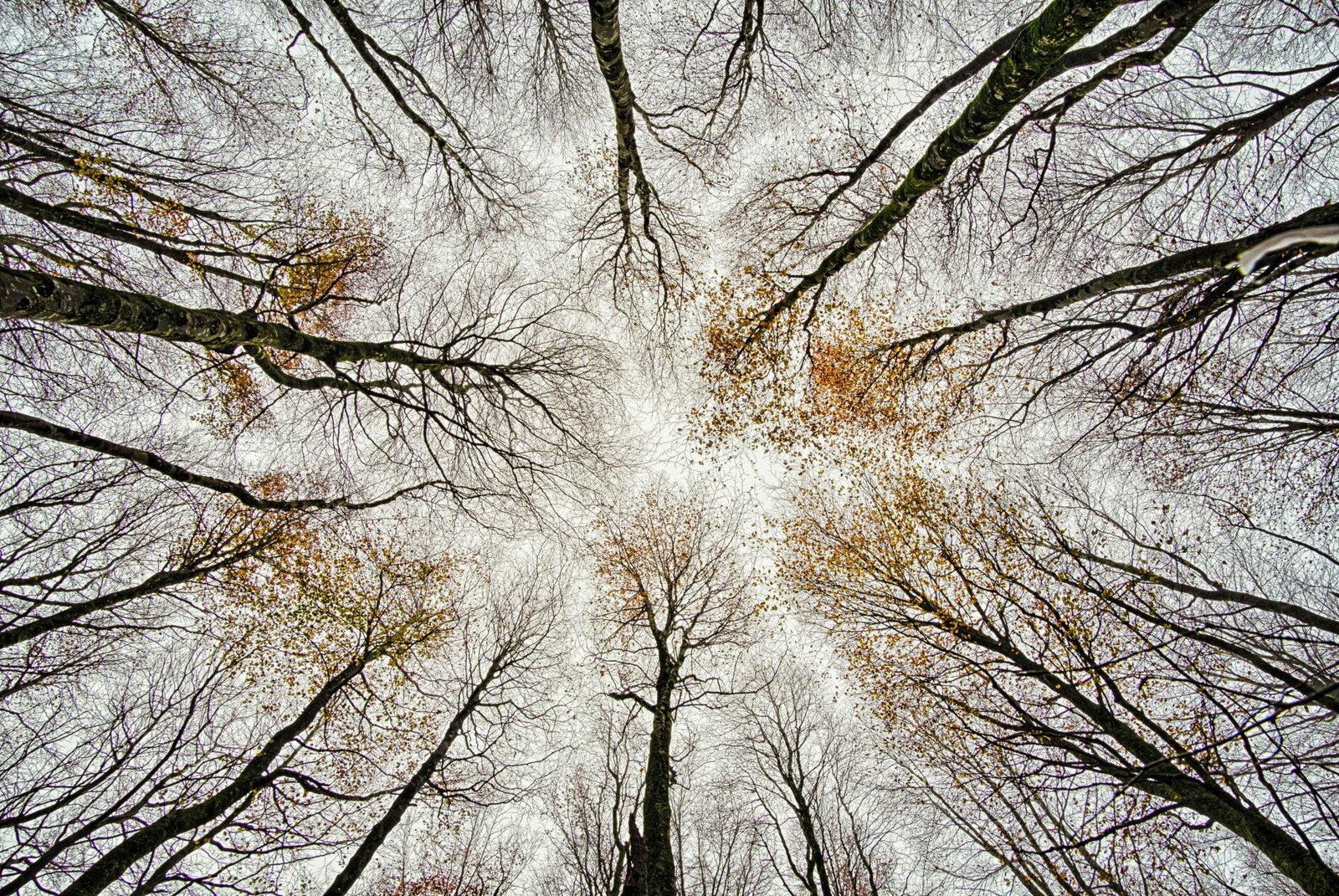 London Photography Awards Winner - Lost Into The Fores