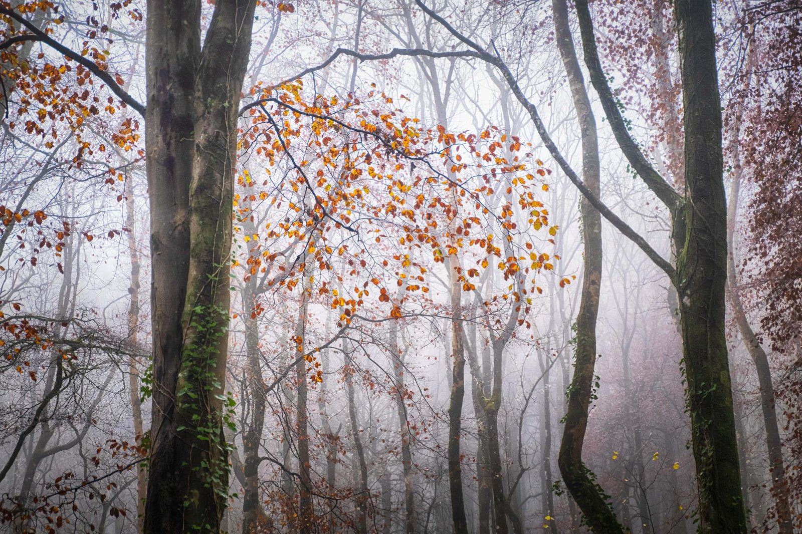London Photography Awards Winner - Lost Into The Fores