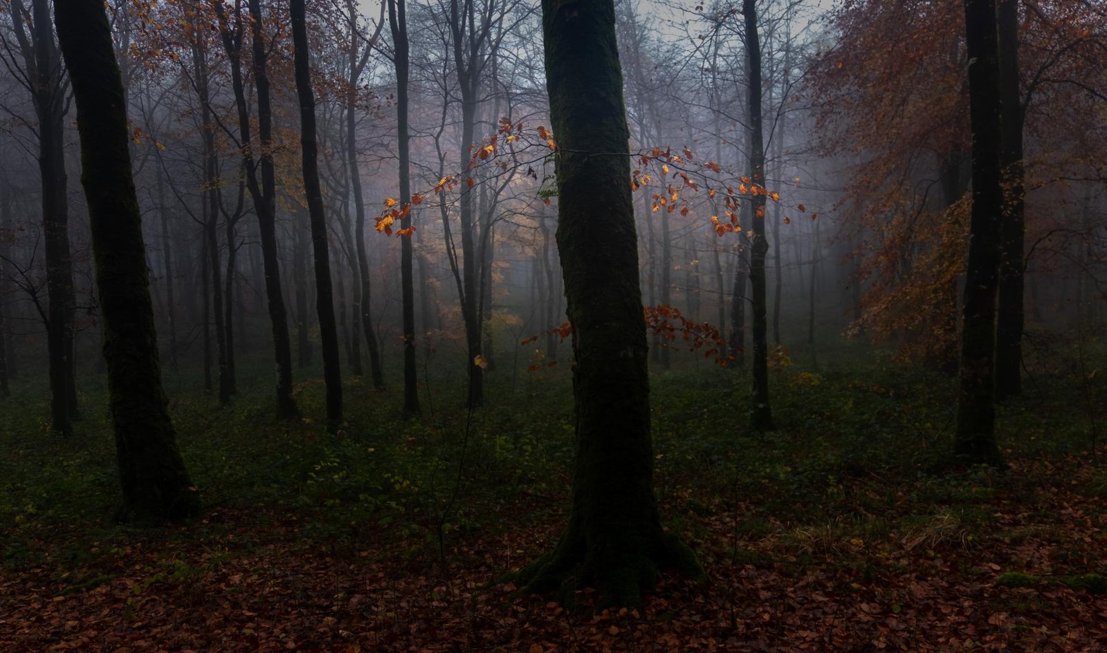 London Photography Awards Winner - Lost Into The Fores