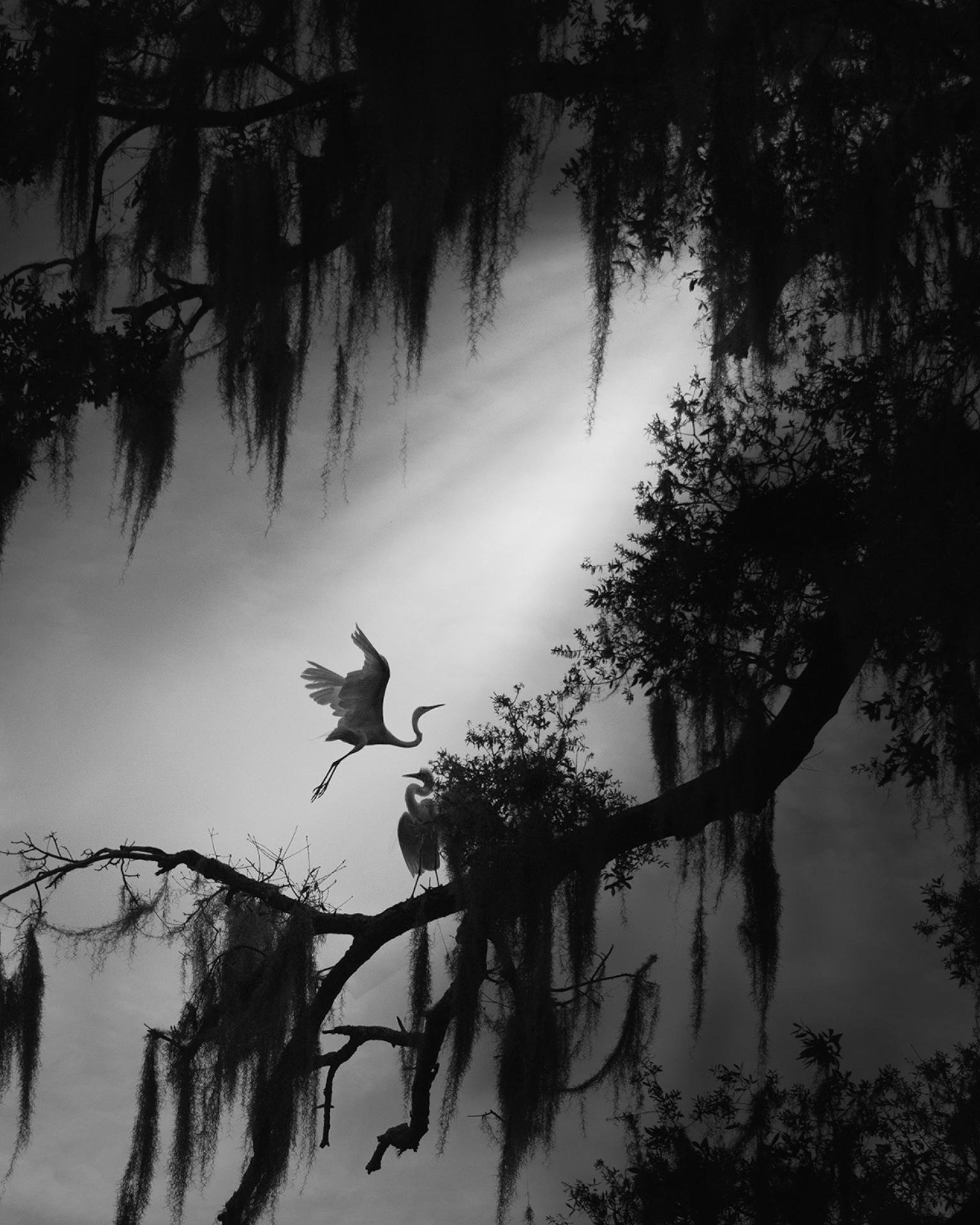 London Photography Awards Winner - Secret Garden