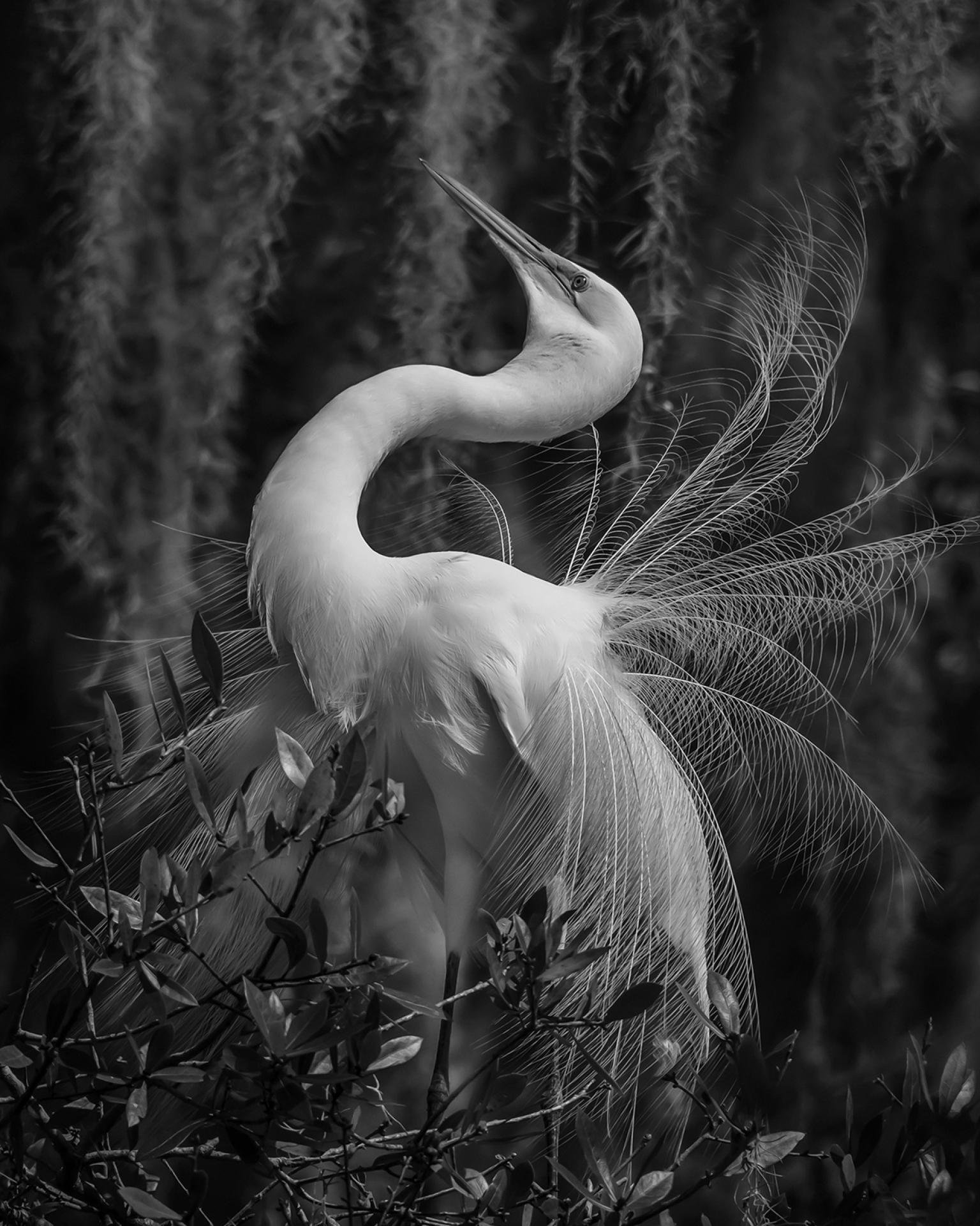 London Photography Awards Winner - Secret Garden