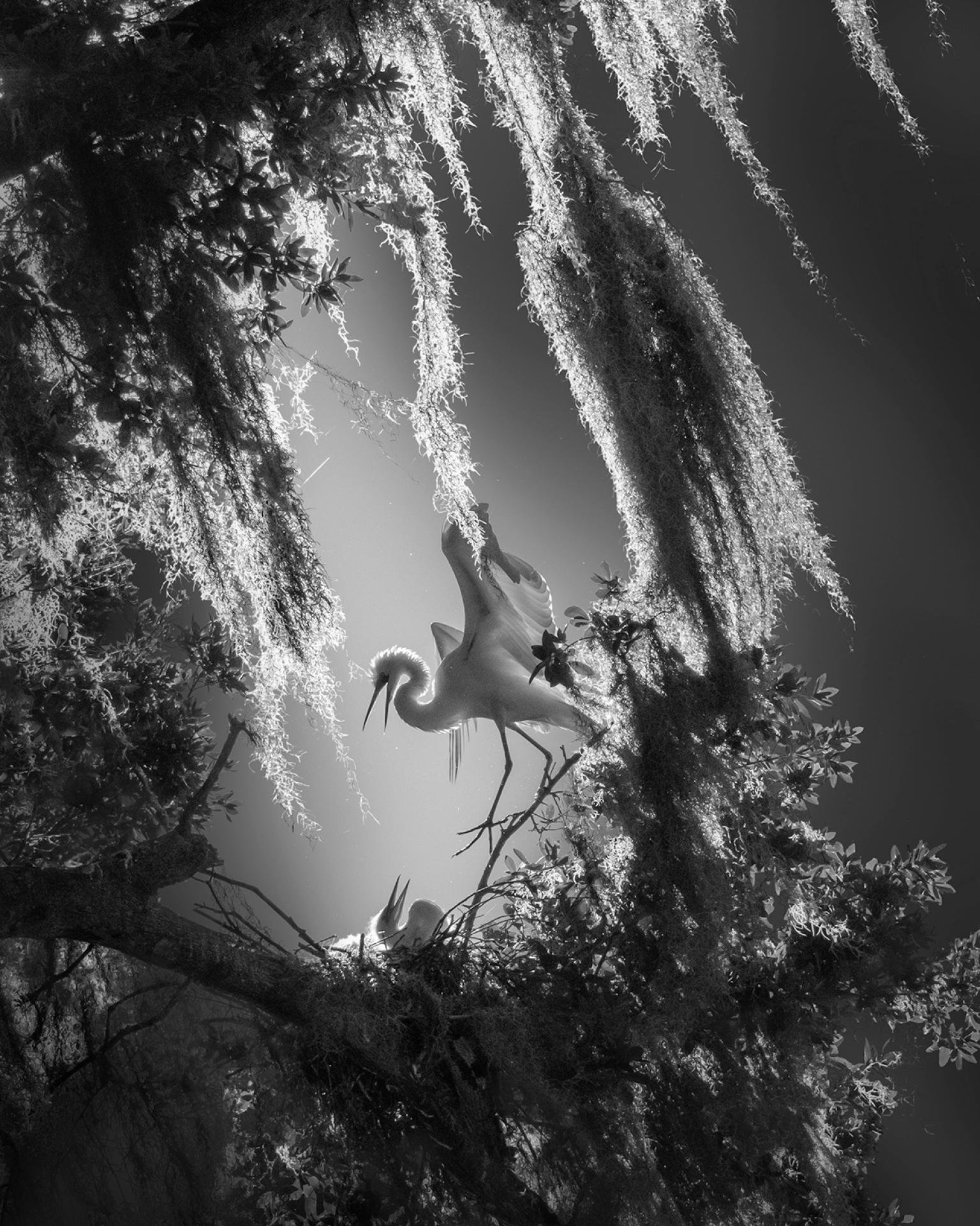 London Photography Awards Winner - Secret Garden