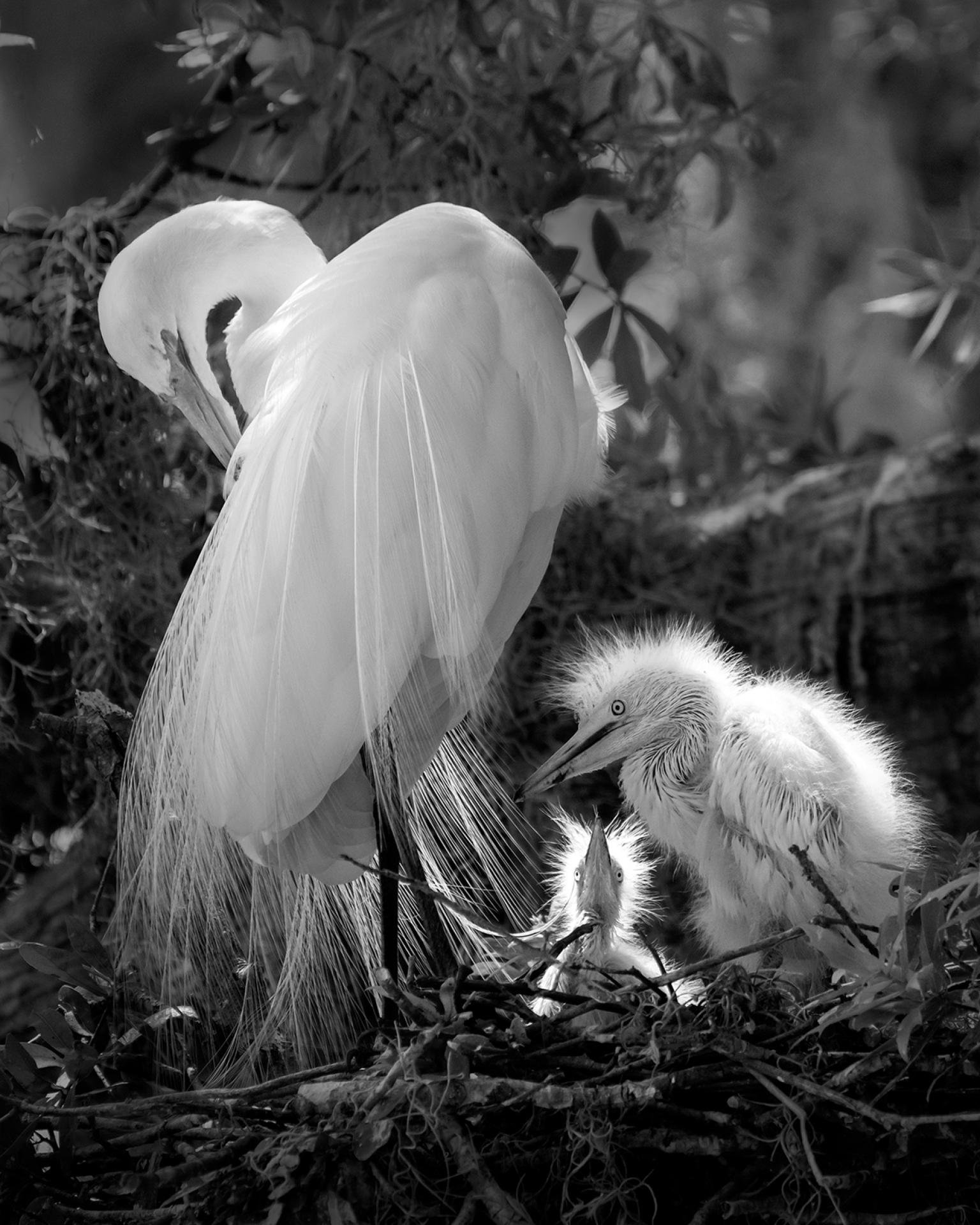 London Photography Awards Winner - Secret Garden