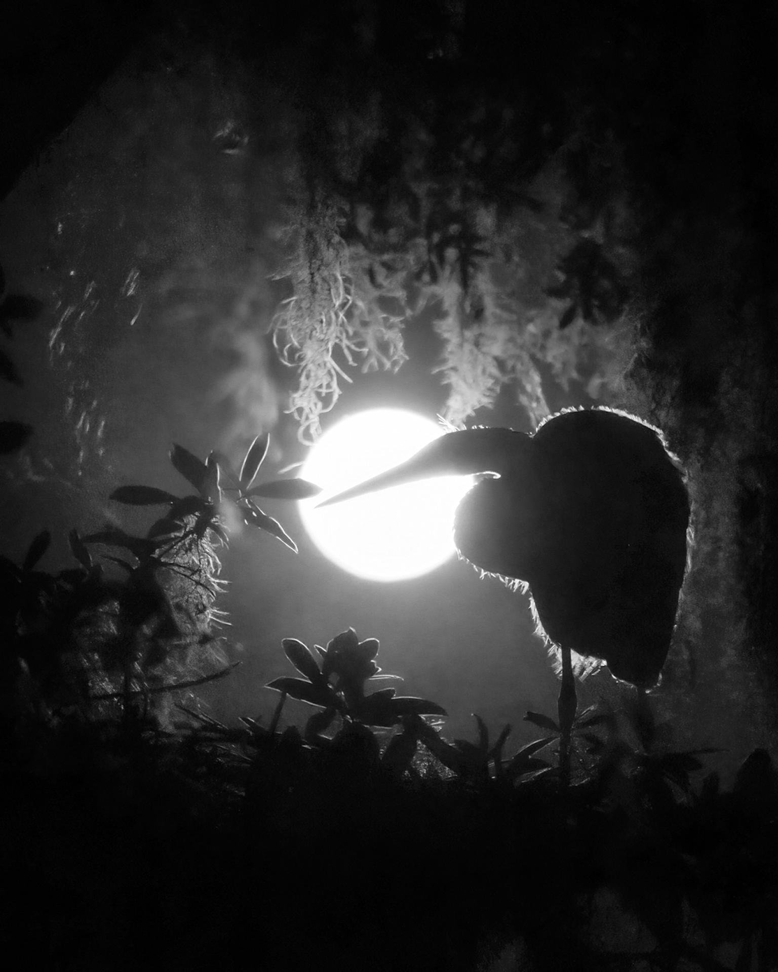 London Photography Awards Winner - Secret Garden