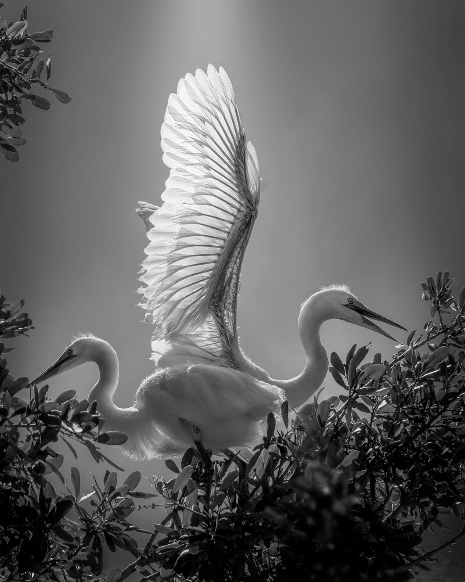 London Photography Awards Winner - Secret Garden