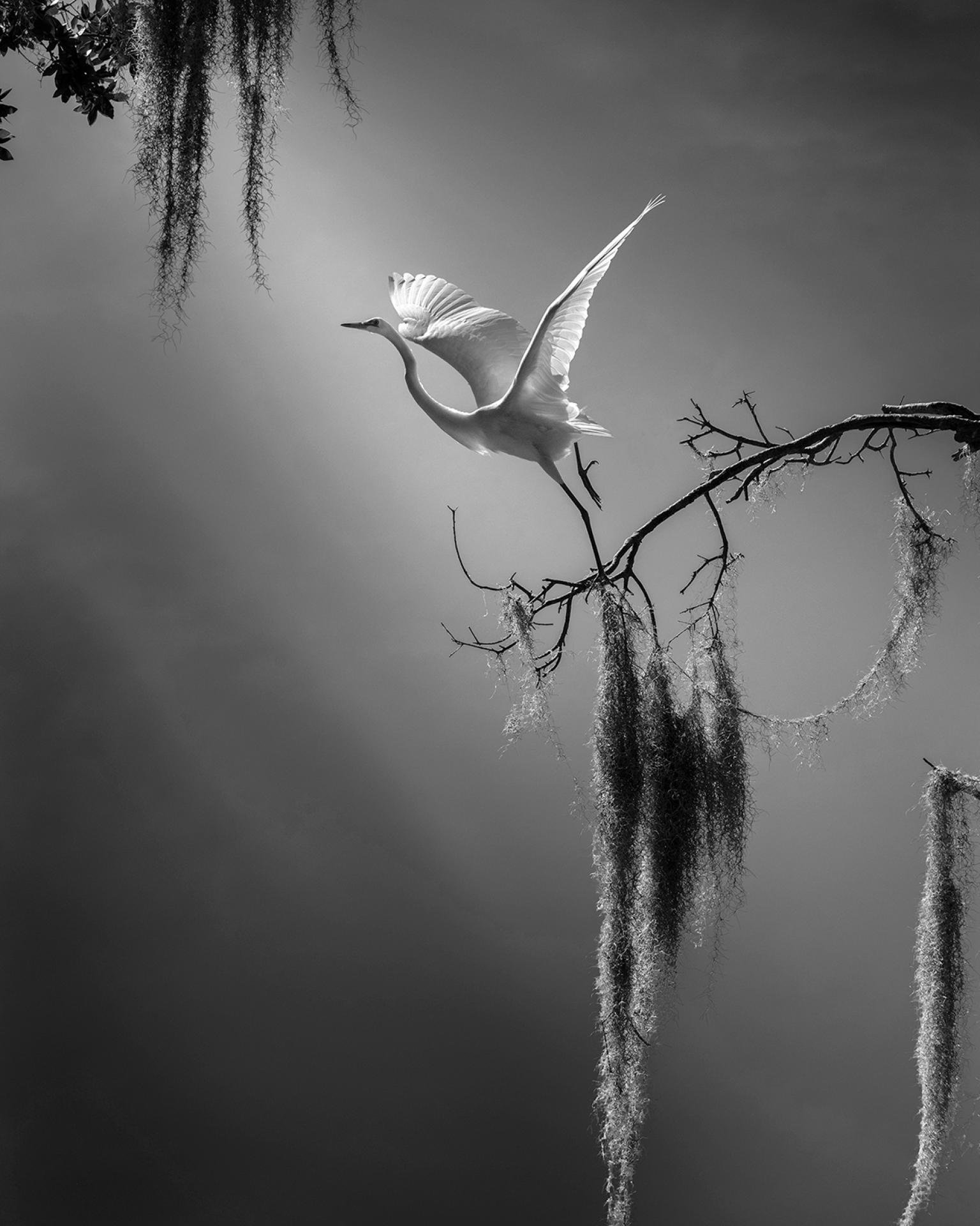 London Photography Awards Winner - Secret Garden