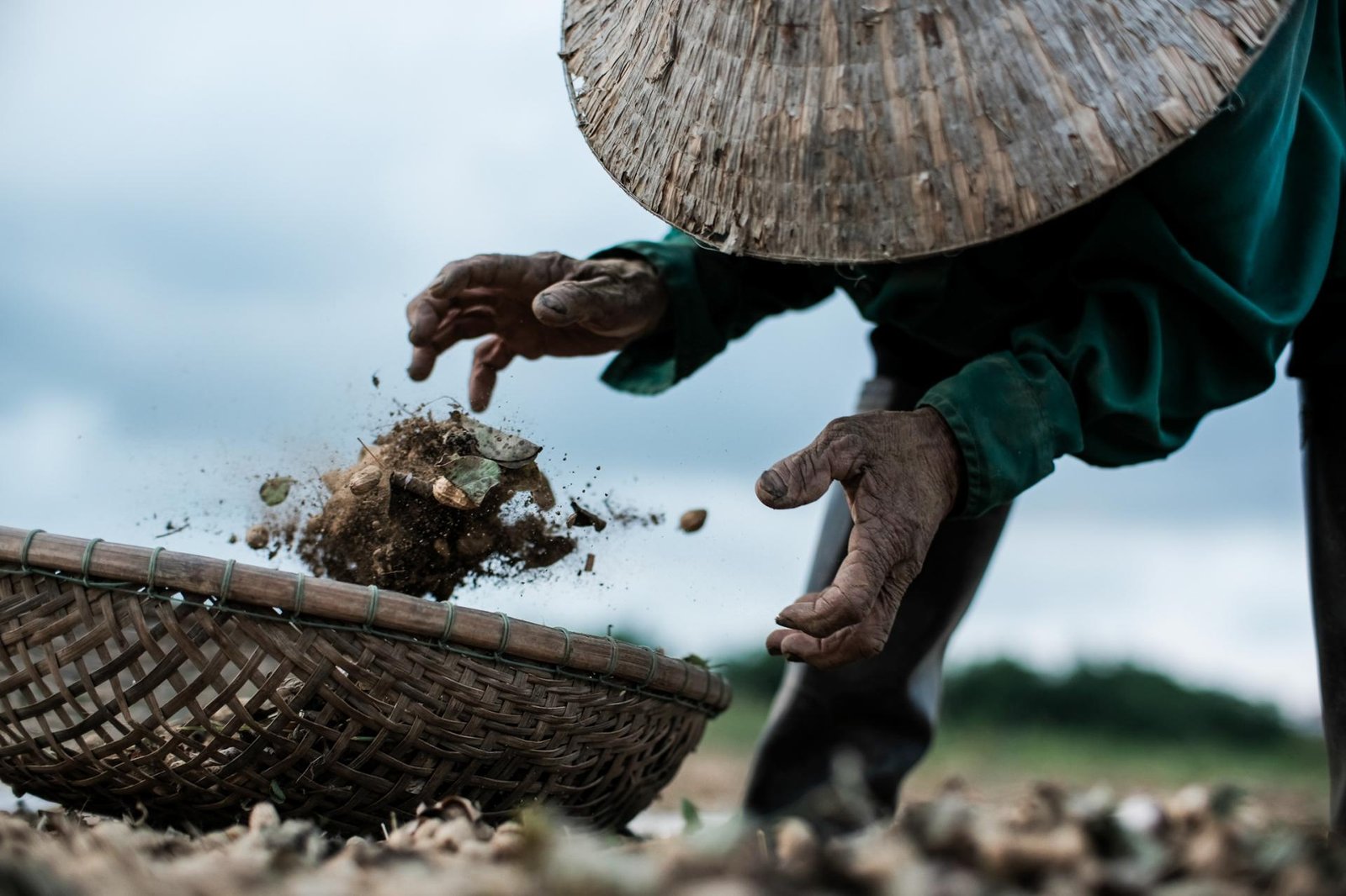 London Photography Awards Winner - Peanut harvest