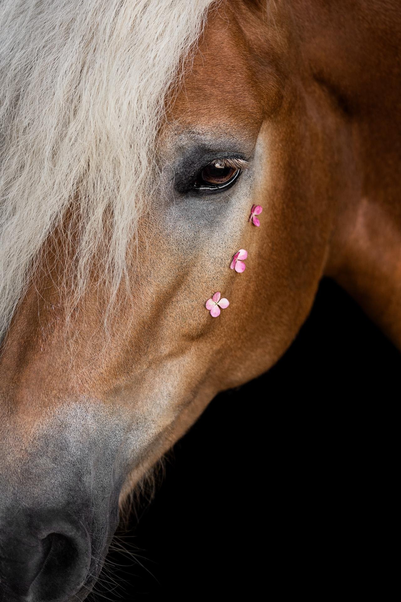 London Photography Awards Winner - The golden Blossomhorse