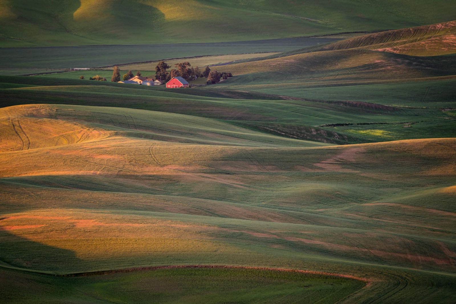 London Photography Awards Winner - Palouse wheat fields 