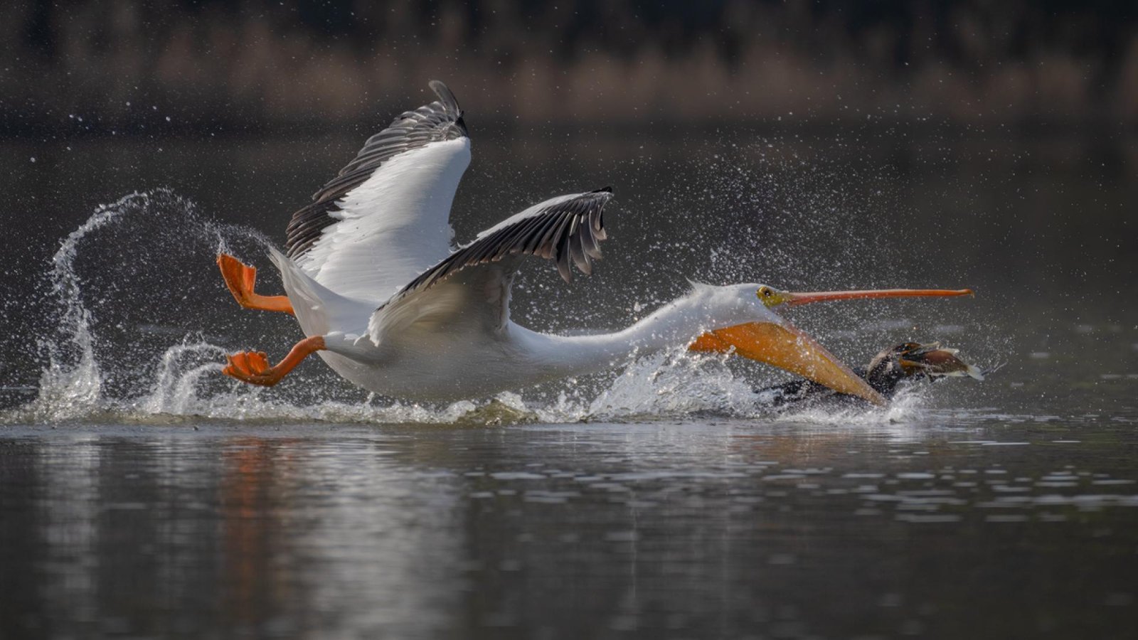 London Photography Awards Winner - fighting for fish