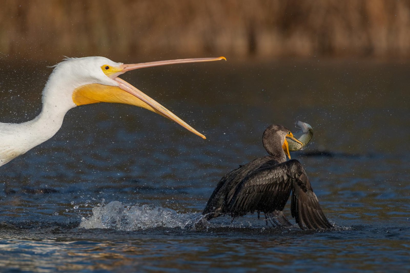 London Photography Awards Winner - fighting for fish