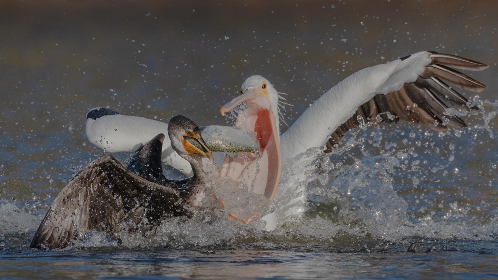 London Photography Awards Winner - fighting for fish