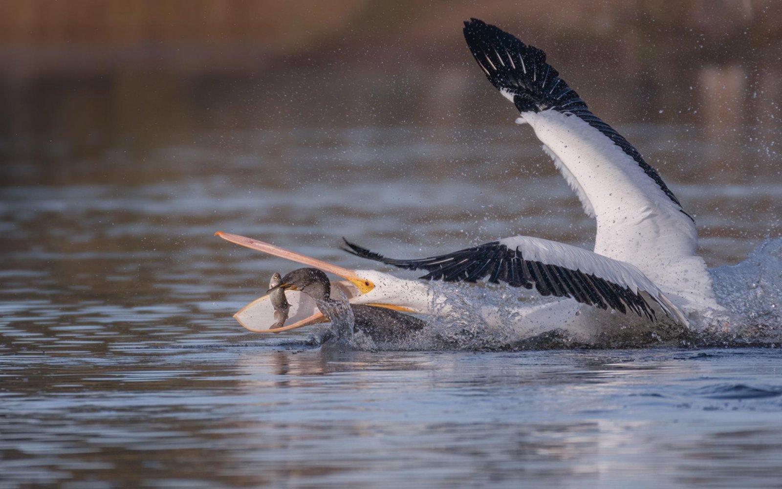 London Photography Awards Winner - fighting for fish