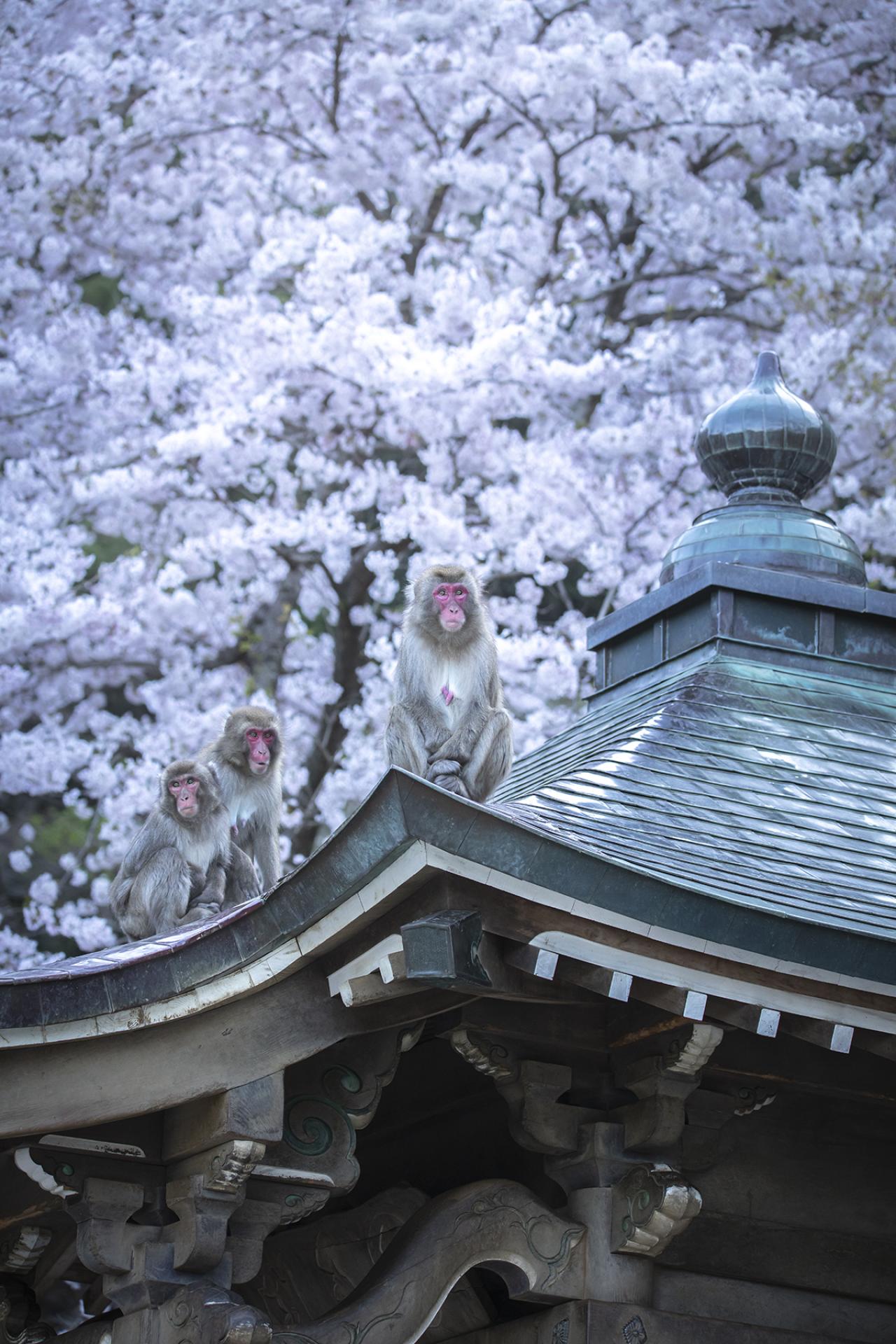 London Photography Awards Winner - Temple and Monkeys