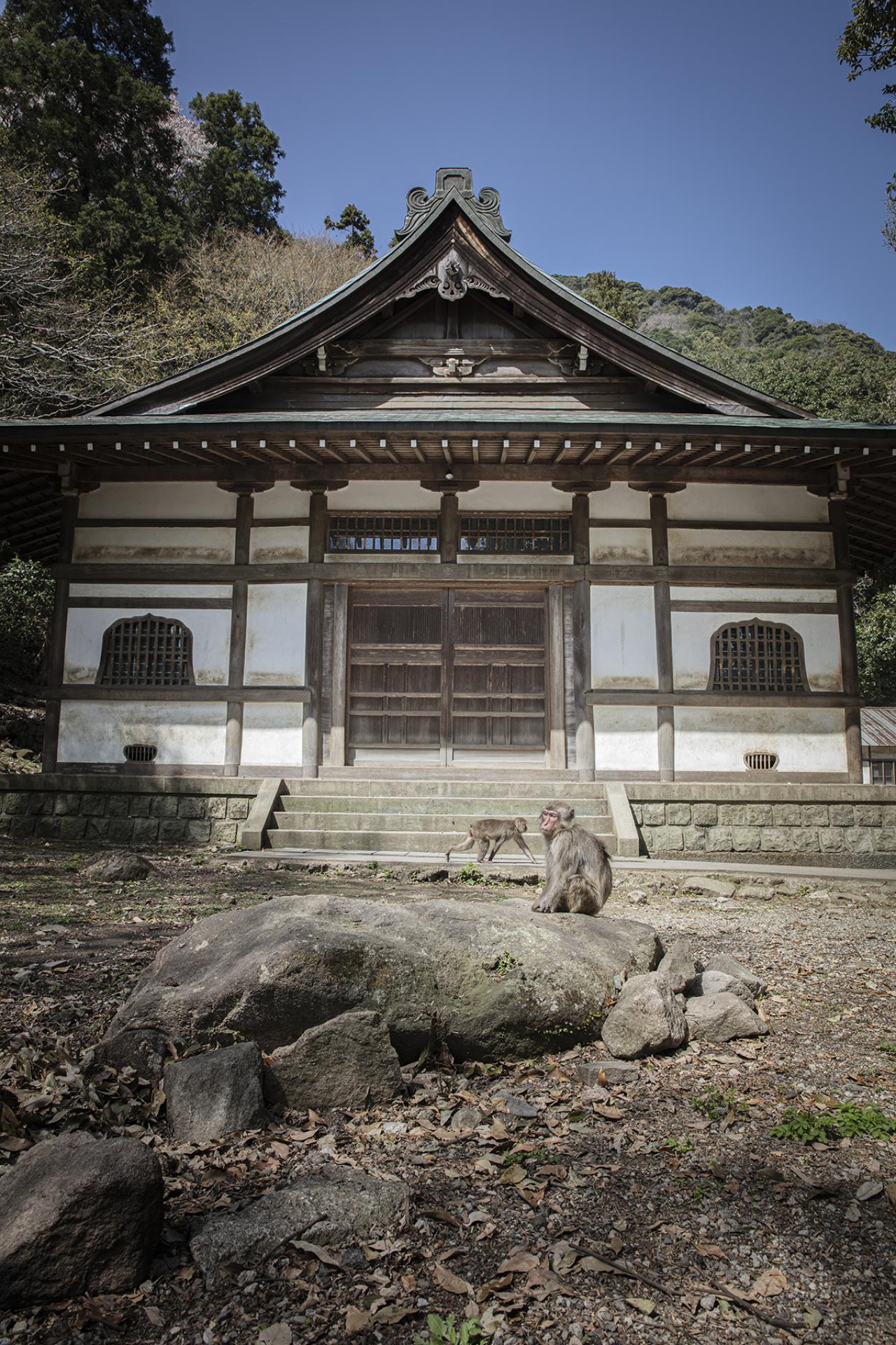 London Photography Awards Winner - Temple and Monkeys